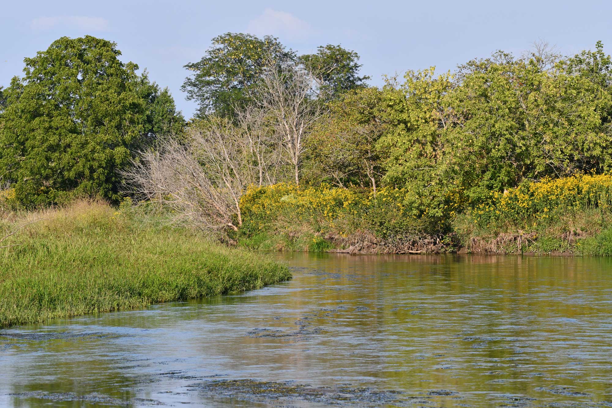 River with vegetation and trees in the background.
