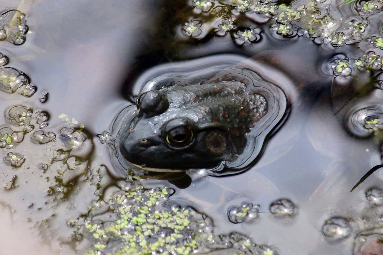 An aerial view of a frog with its bodies partially out of the water. Duckweed is scattered about in the water.