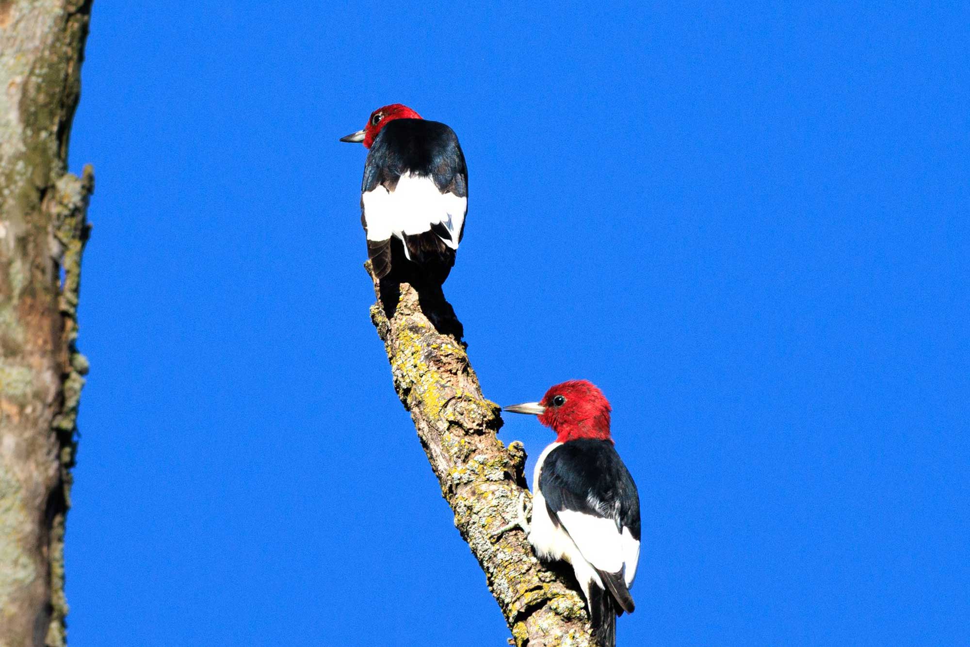 Two red-headed woodpeckers perched on a branch with the sky in the background.