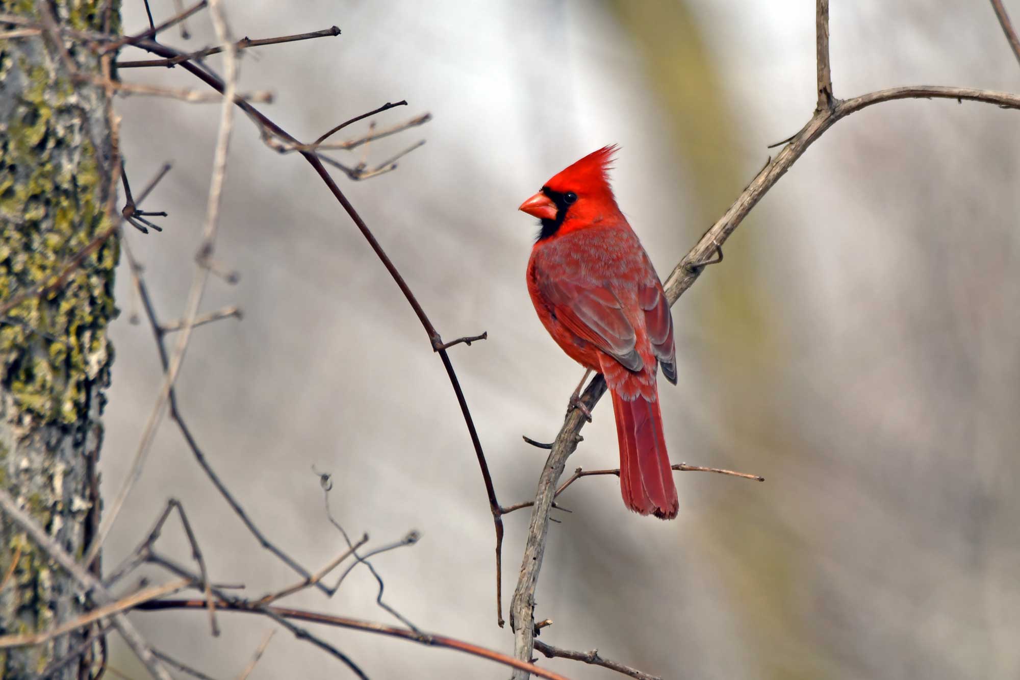 Northern cardinal perched on a branch with other branches in the background.