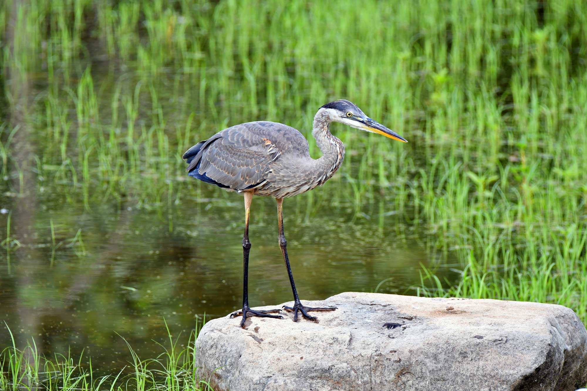 Great blue heron standing on a rock in the water with vegetation in the background.