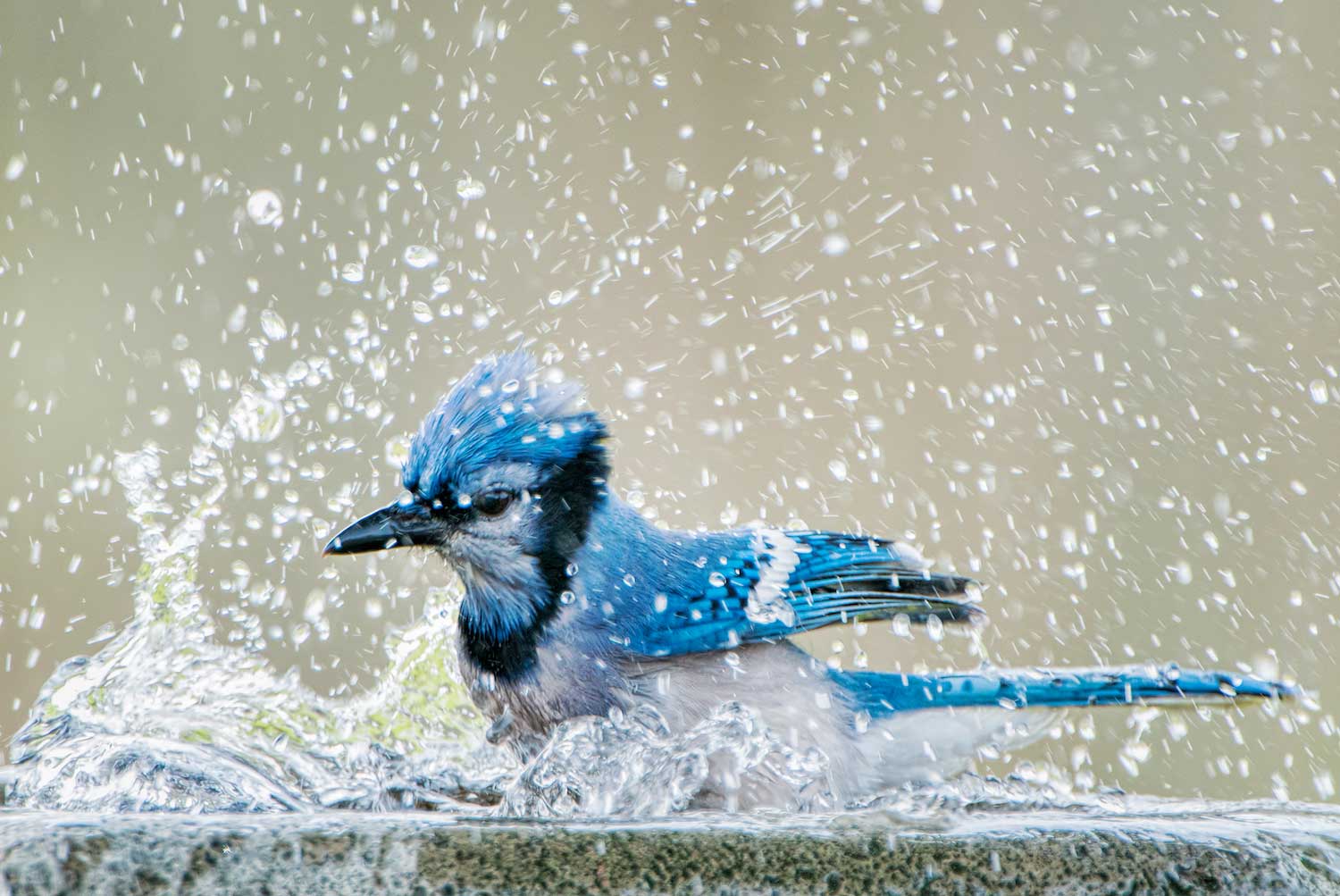 Help wildlife beat the heat by leaving water out for them
