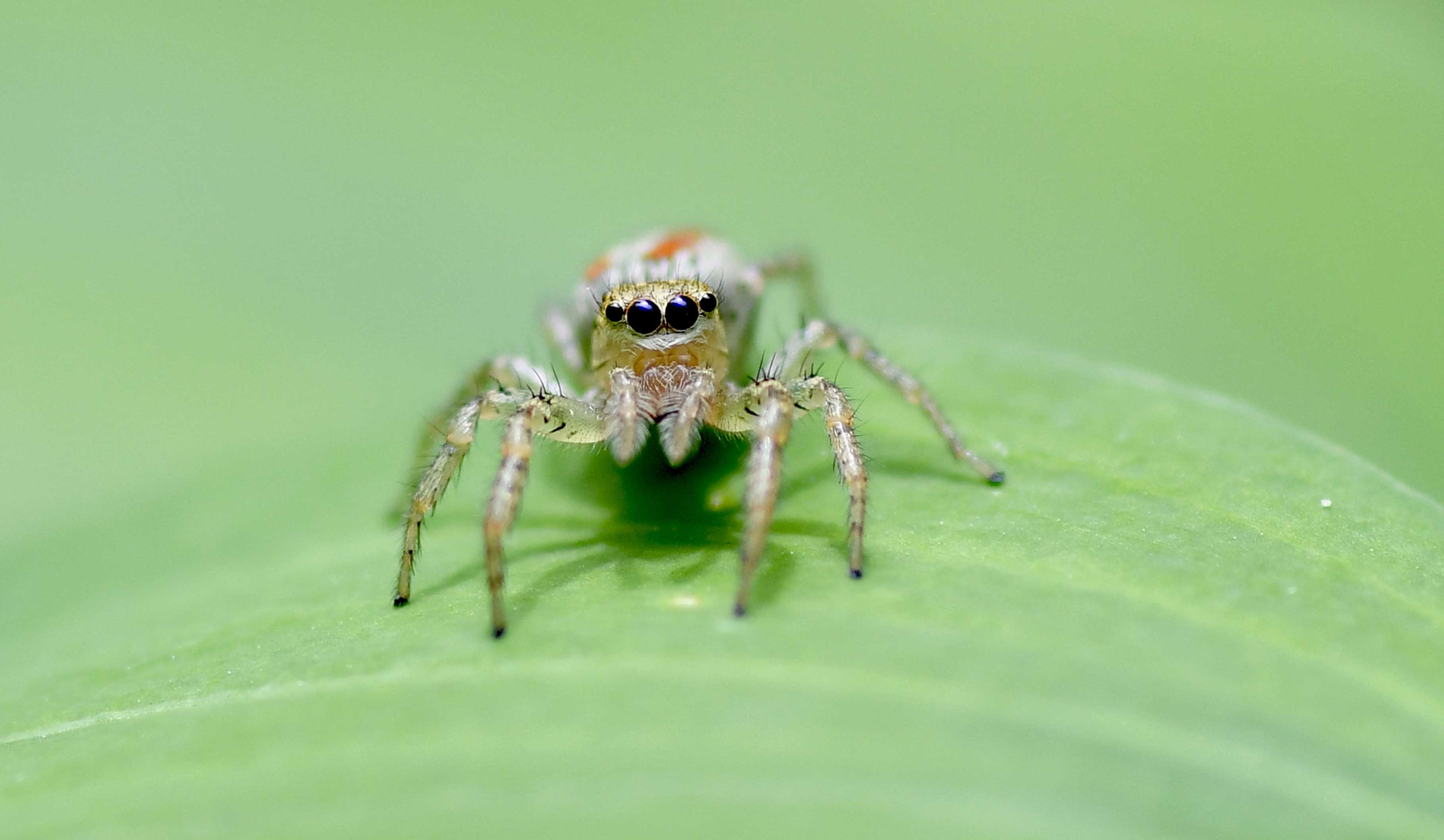 Close-up of a spider on a leaf.