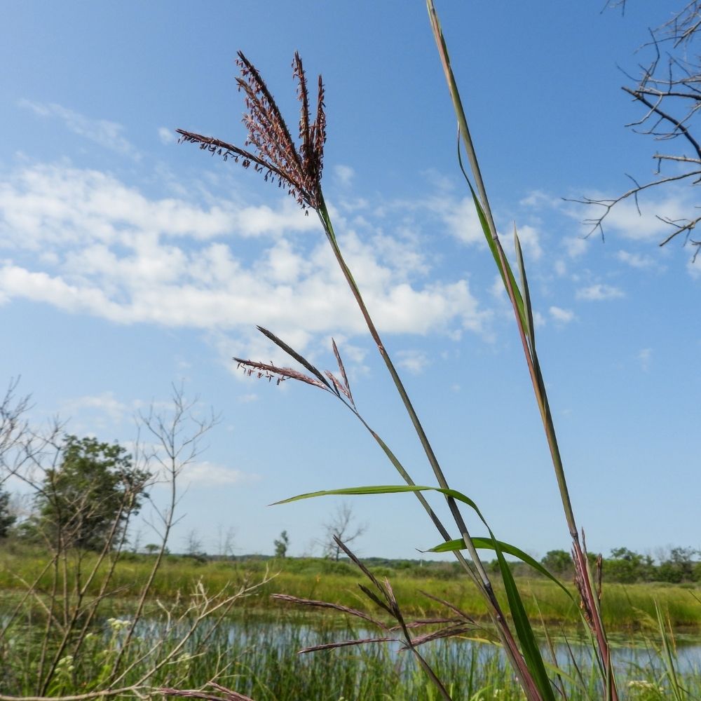Tall prairie grass rises beside a wetland under a bright blue sky with scattered clouds.