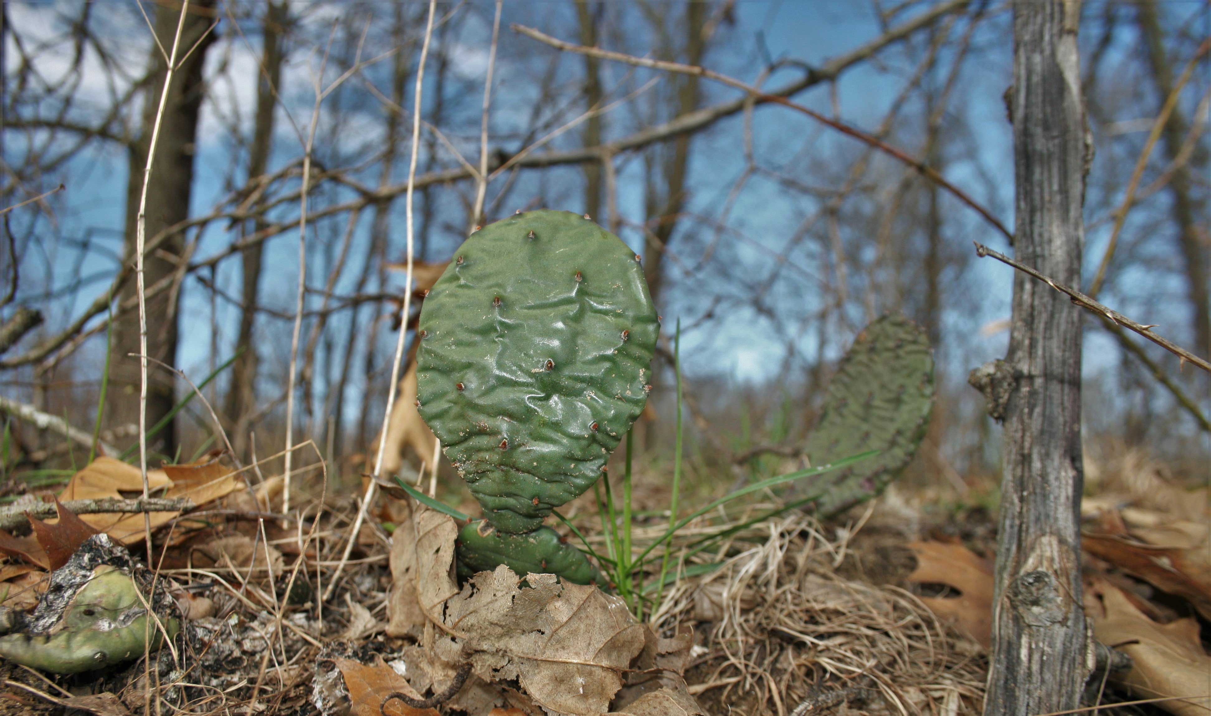 prickly-pear-braidwood-ronald-kapala-2.jpg