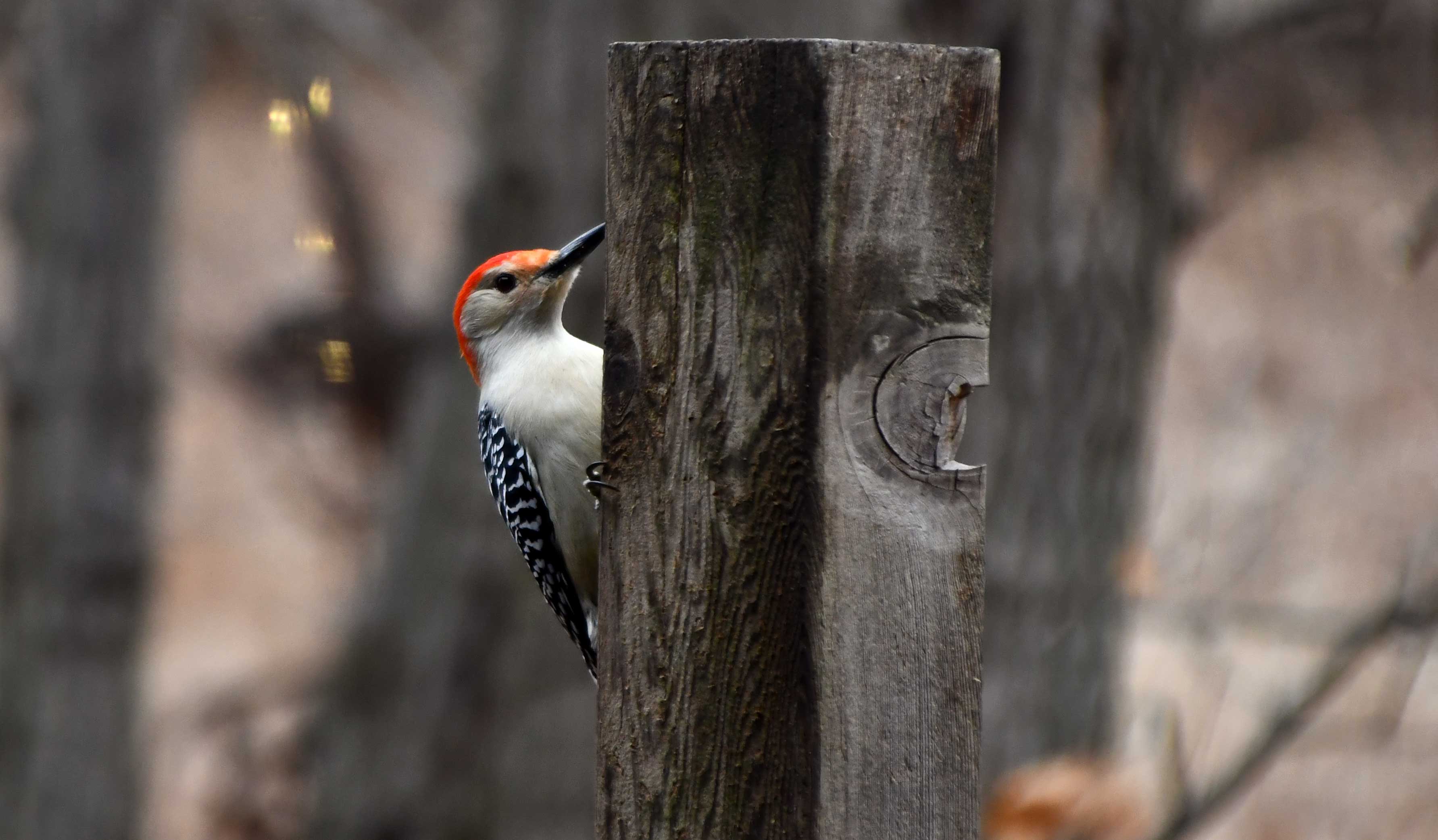 A red-bellied woodpecker clings to the side of a weathered wooden post in a forest setting.