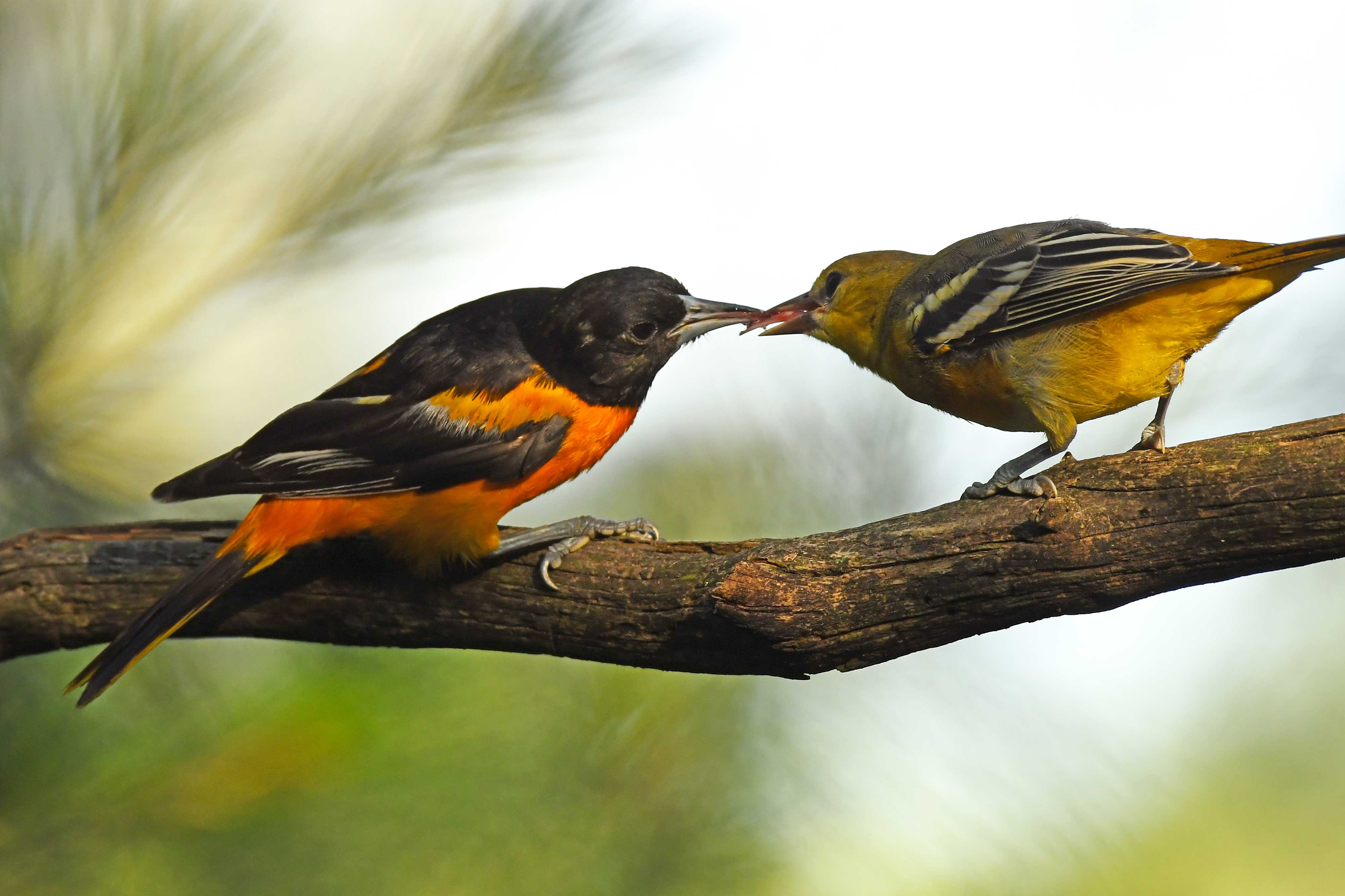 Oriole-shutterstock.jpg