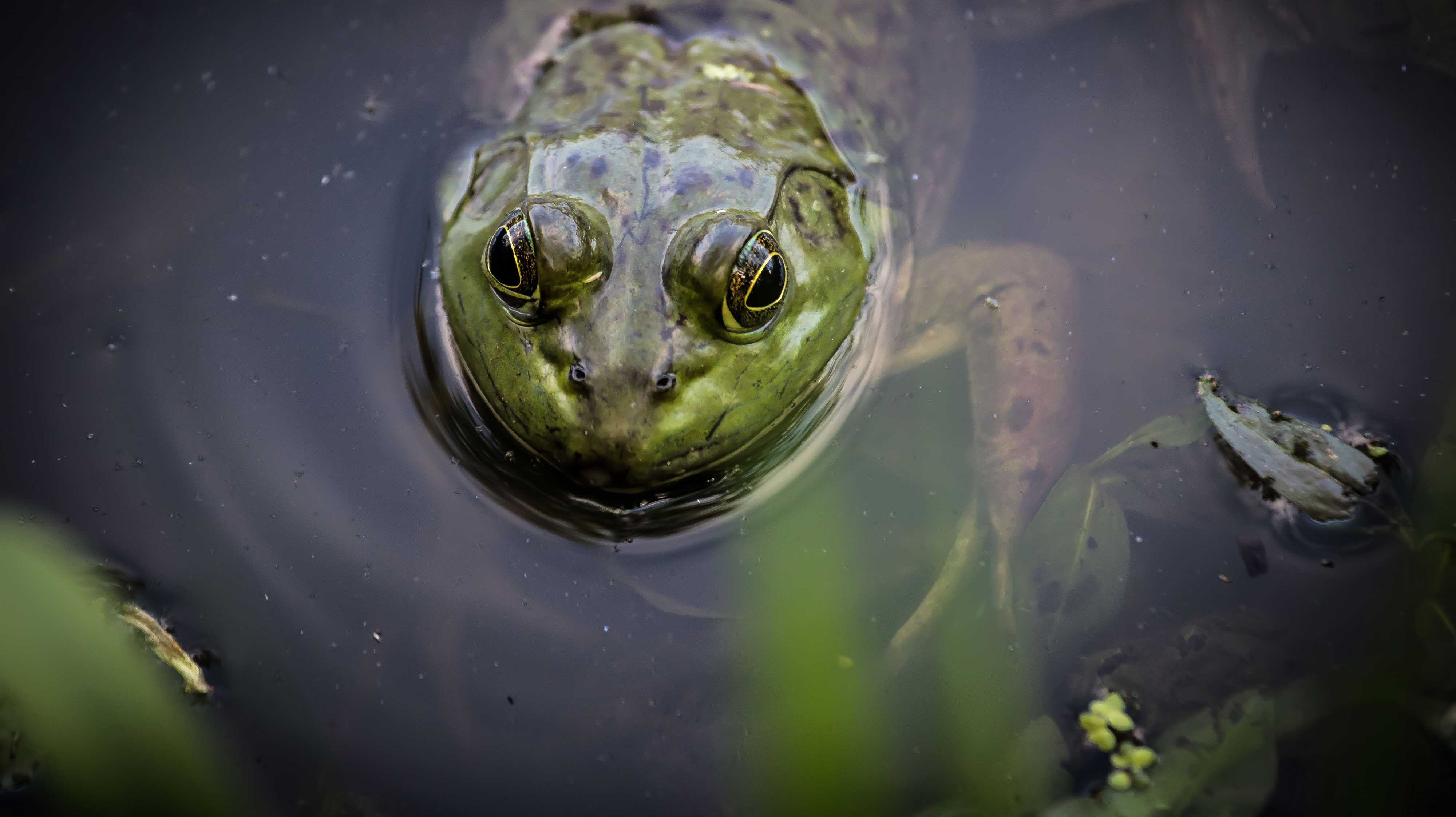 Bullfrog poking its head out of the water.