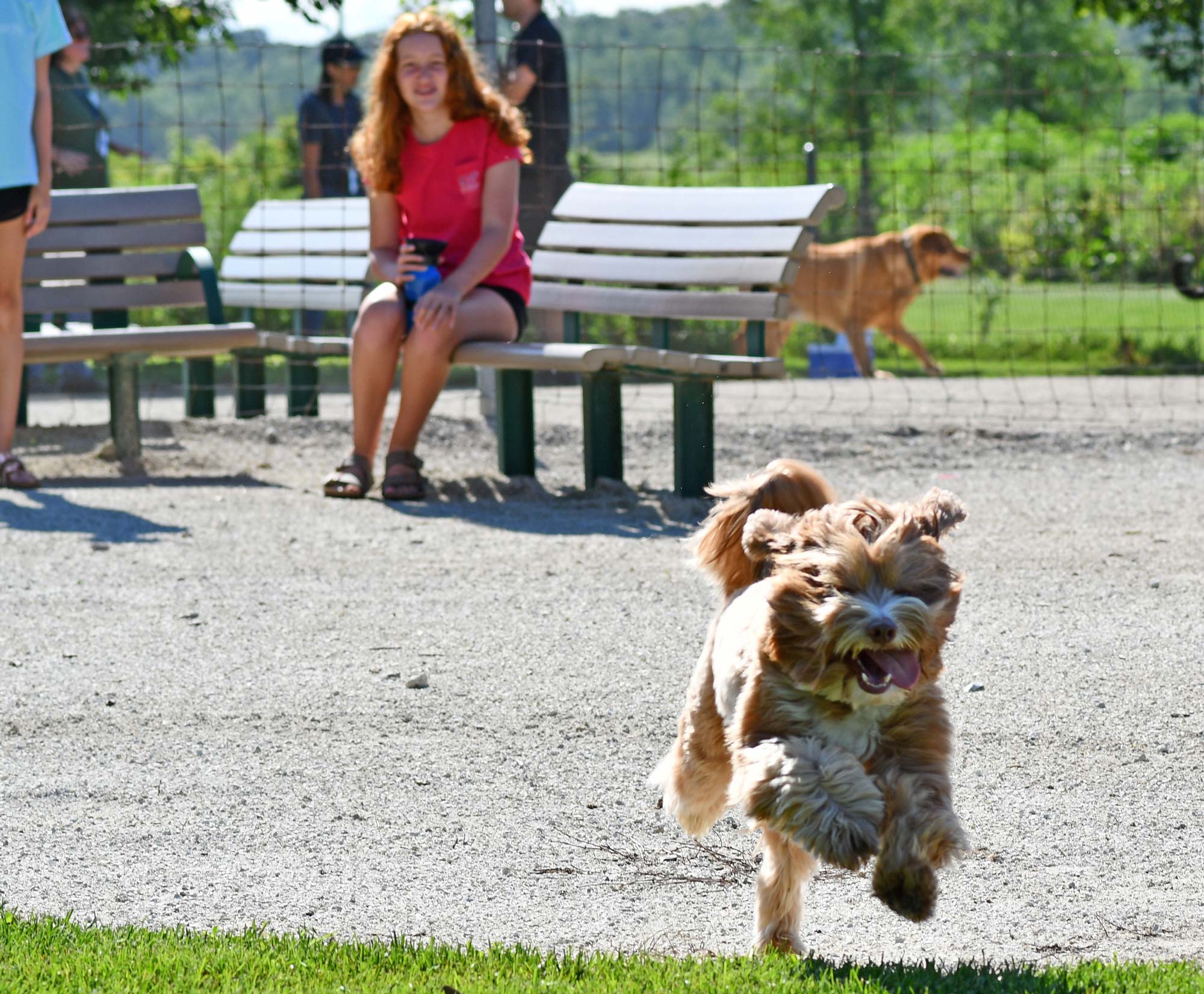 Two dogs walking in the dog park at Whalon Lake.