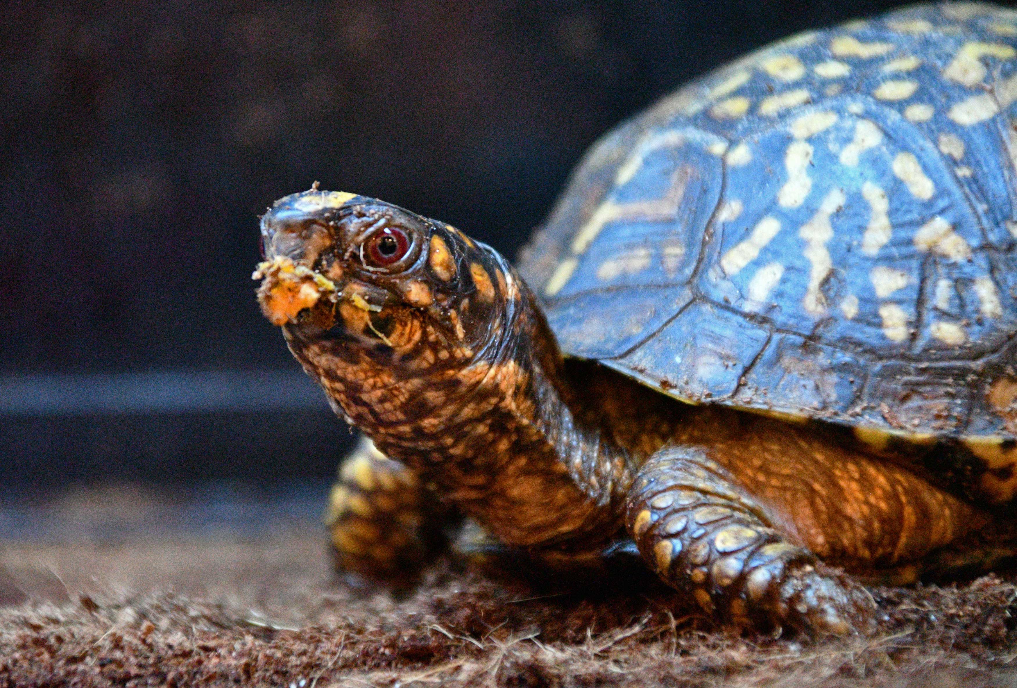 A box turtle on the ground. The turtle has something orange in its mouth.