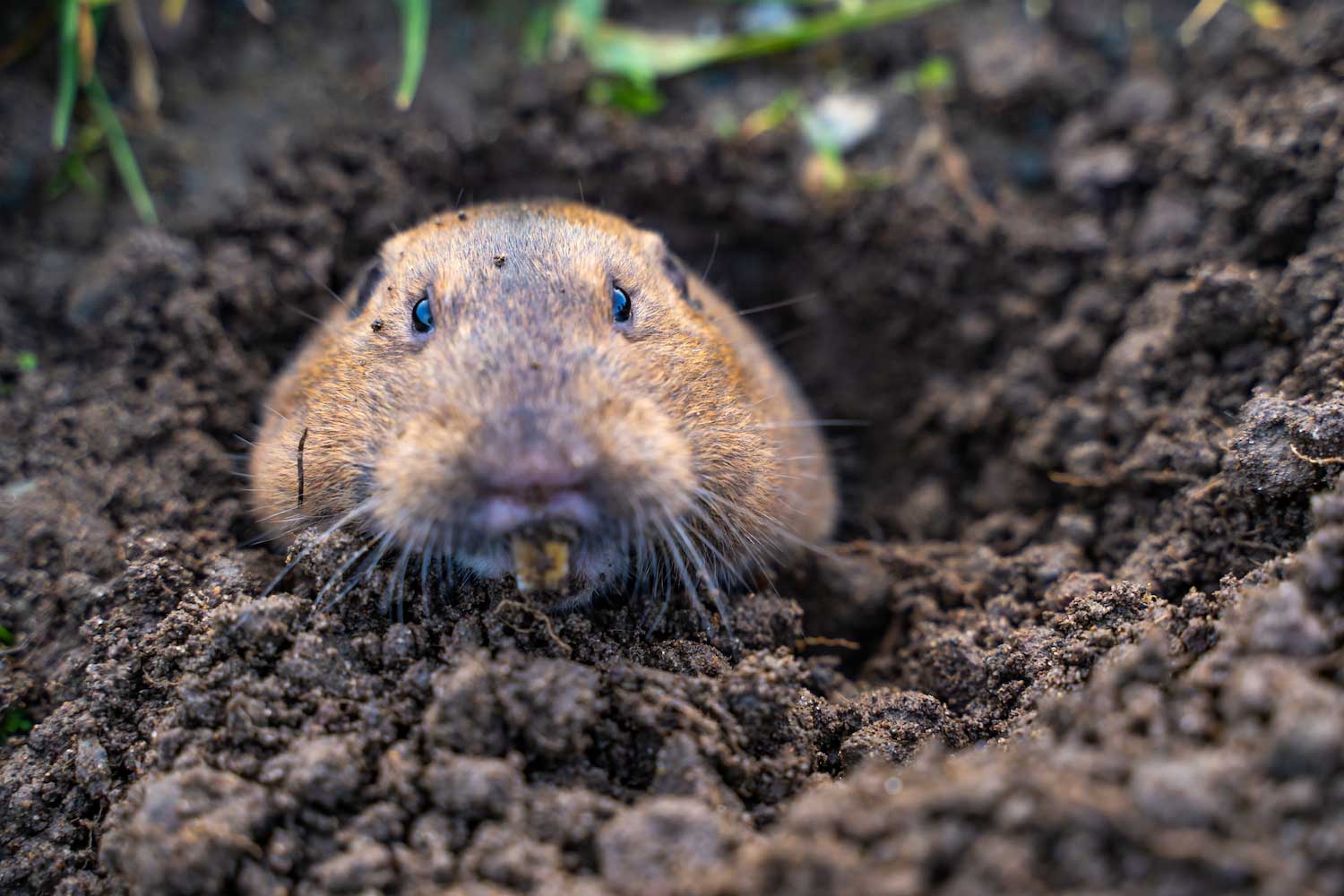 Plains pocket gophers stay busy just beneath your feet