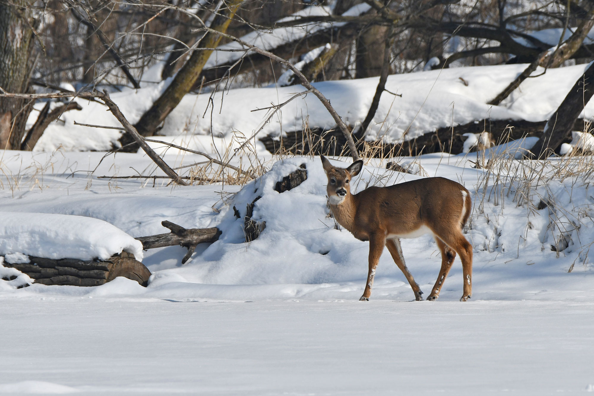 A white-tailed deer walking across snow-covered ground.