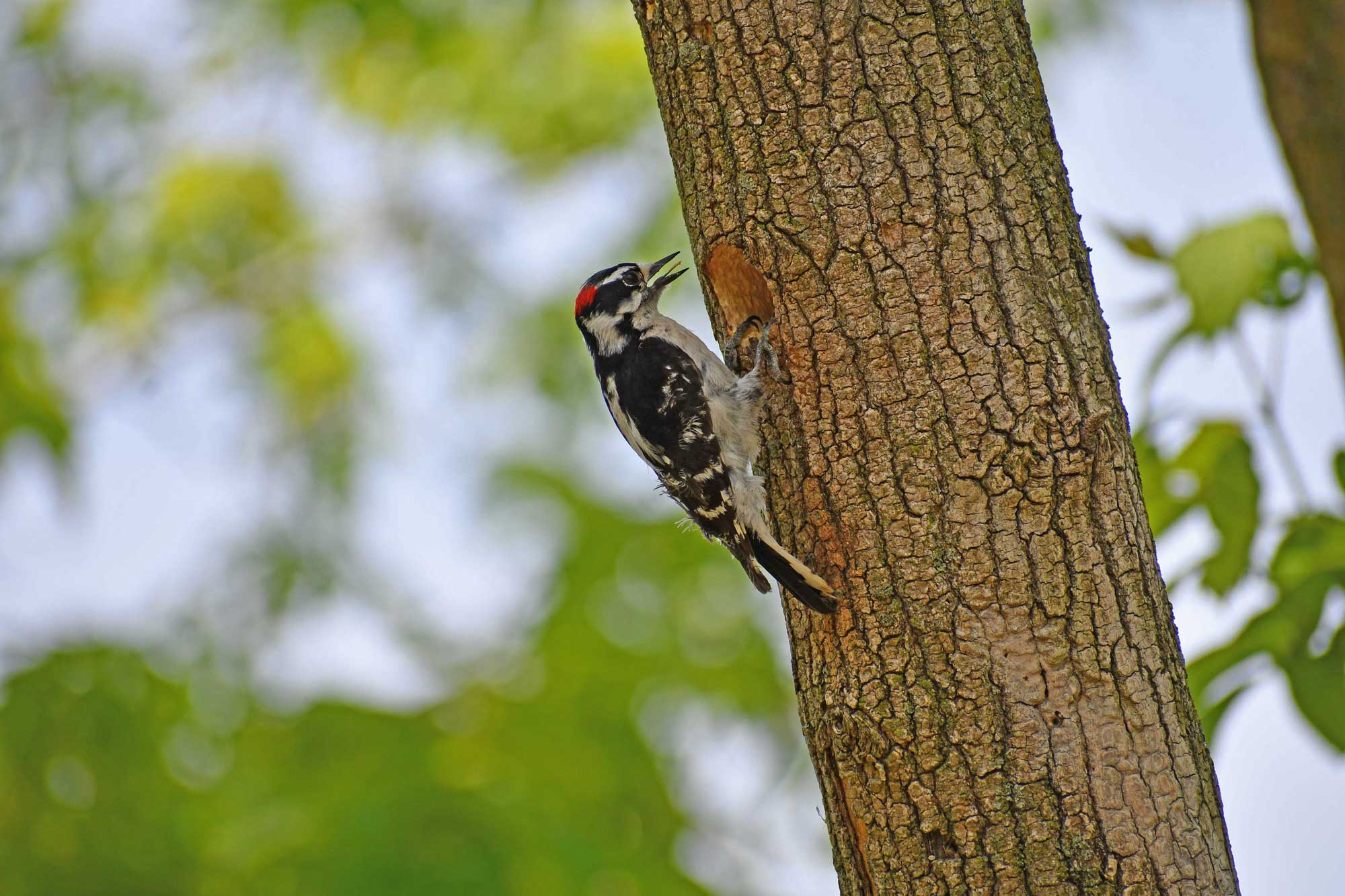 Downy woodpecker clinging to the side of a tree with leaves in the background.