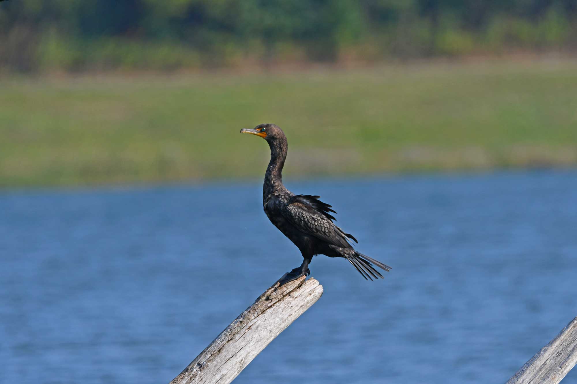 Double crested cormorant perched on a fallen tree with water in the background.