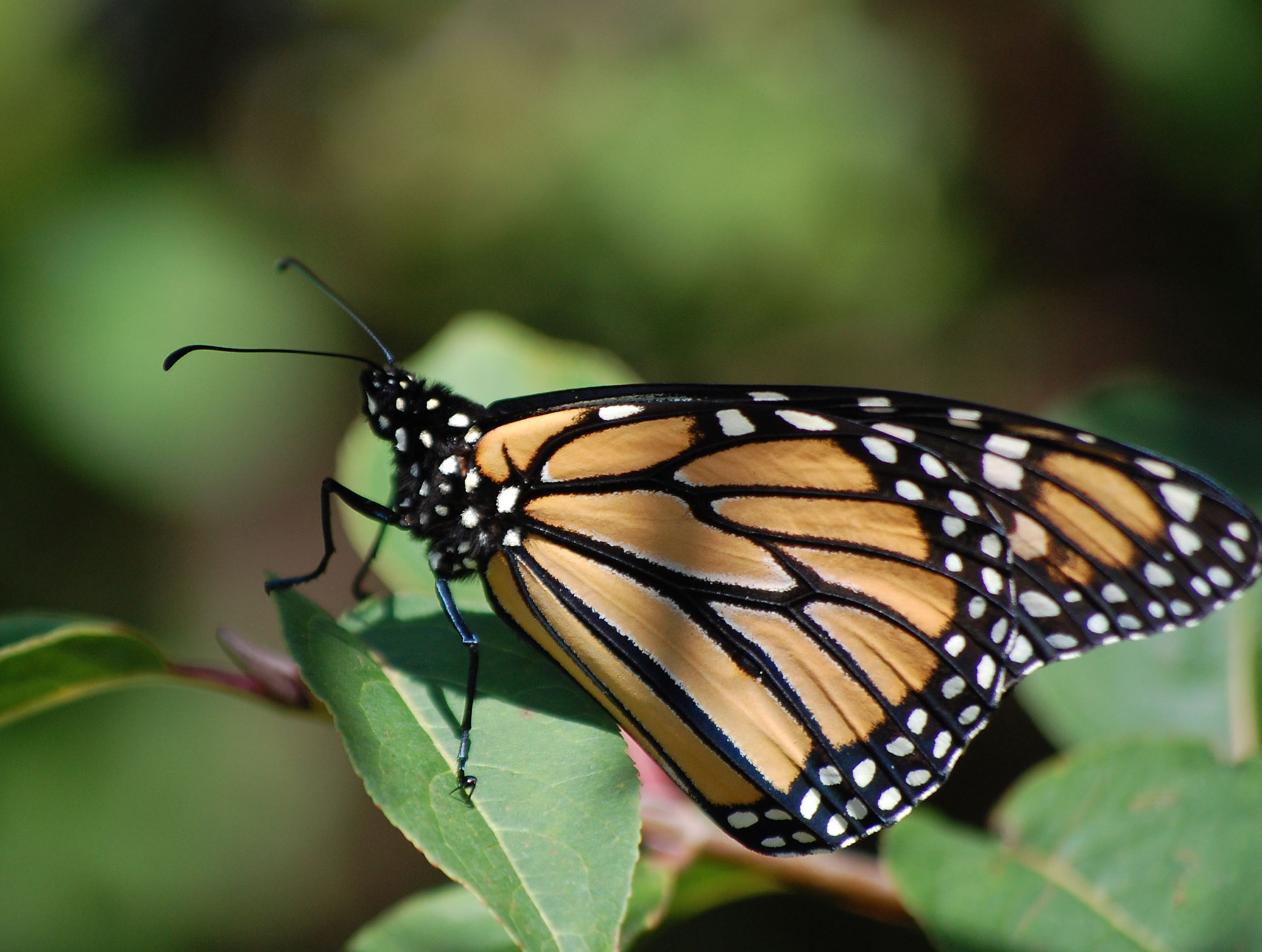 A monarch butterfly on a leaf.
