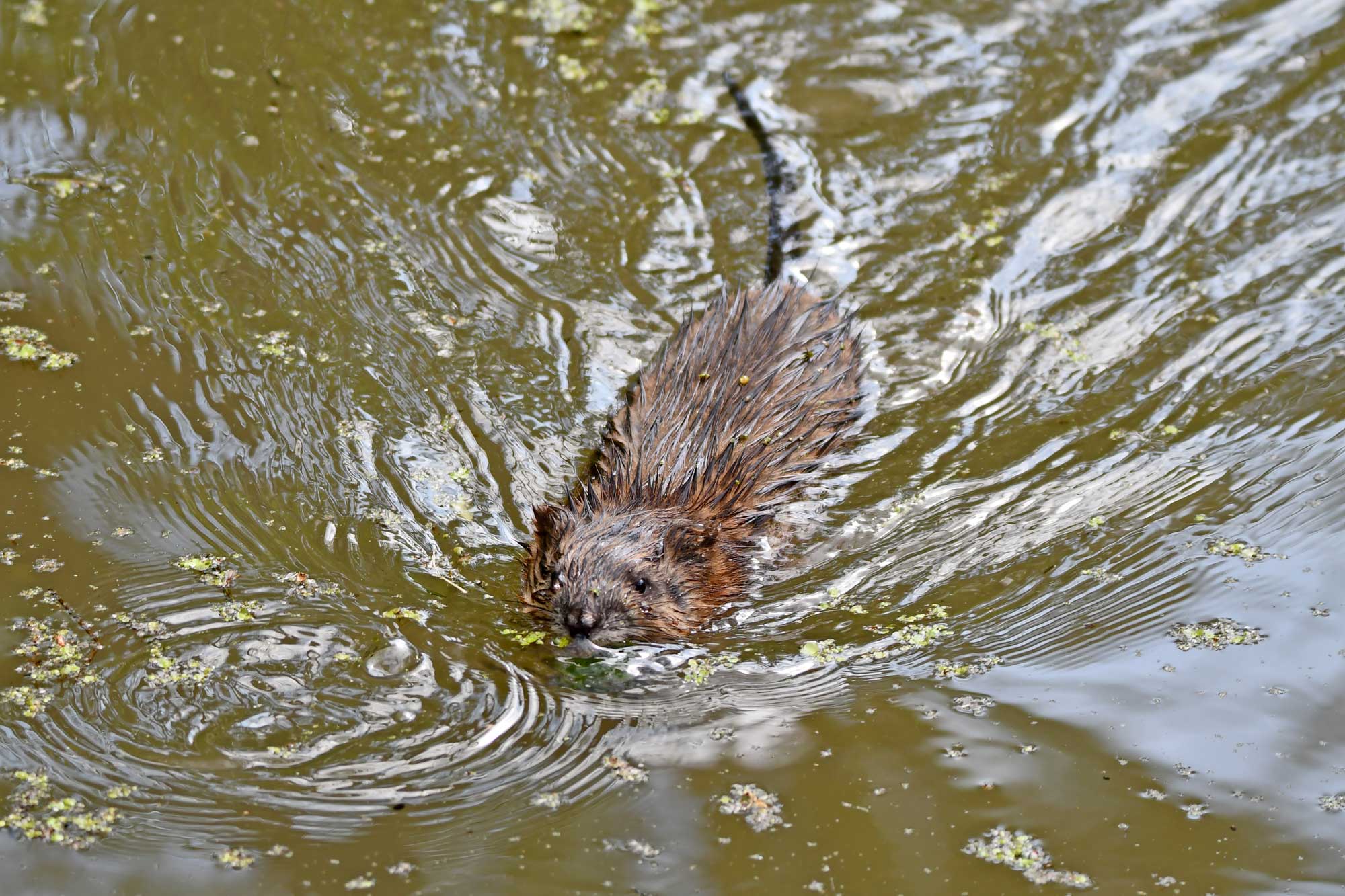 A beaver swimming in the water.