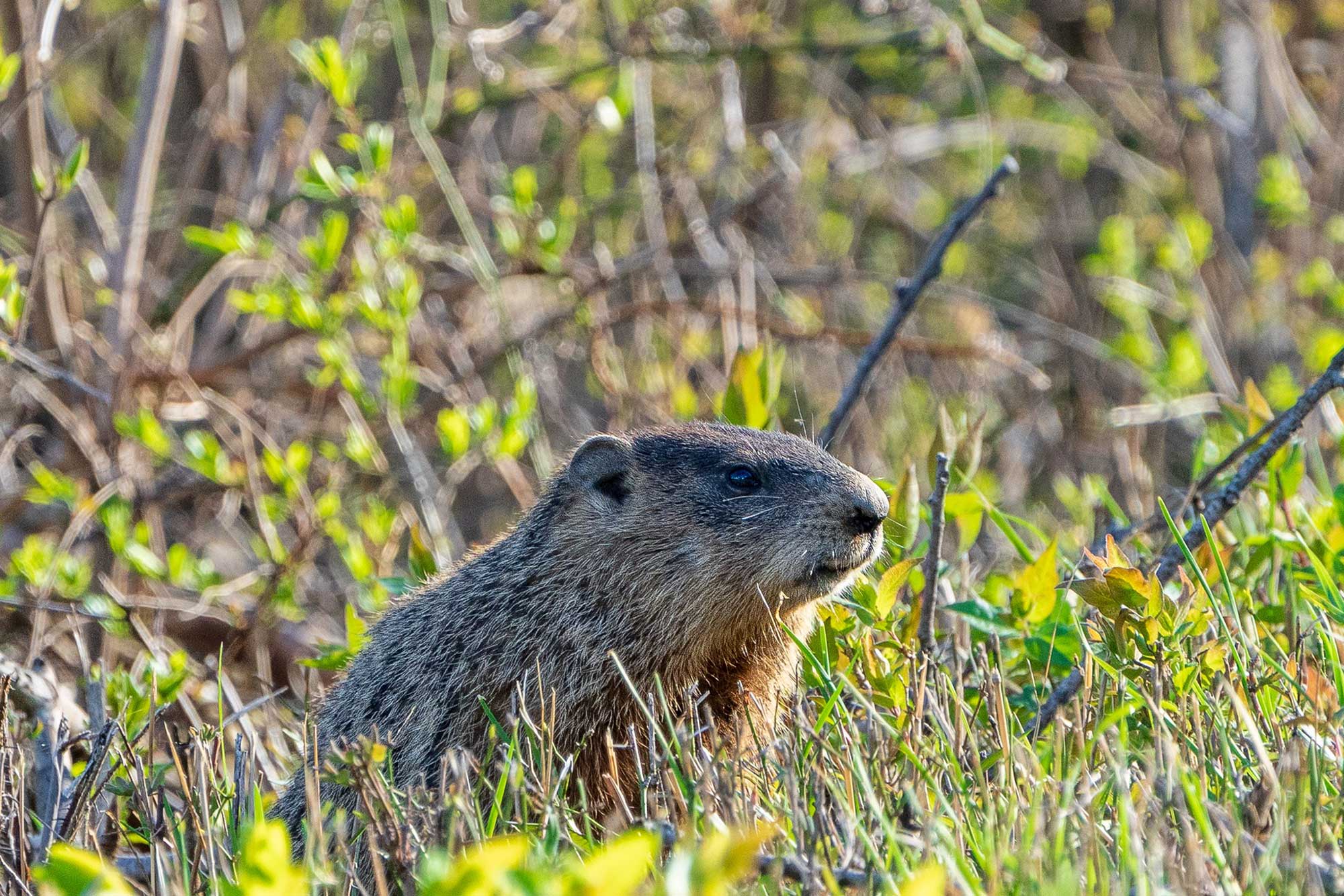 Groundhog sitting in grass with vegetation in the background.