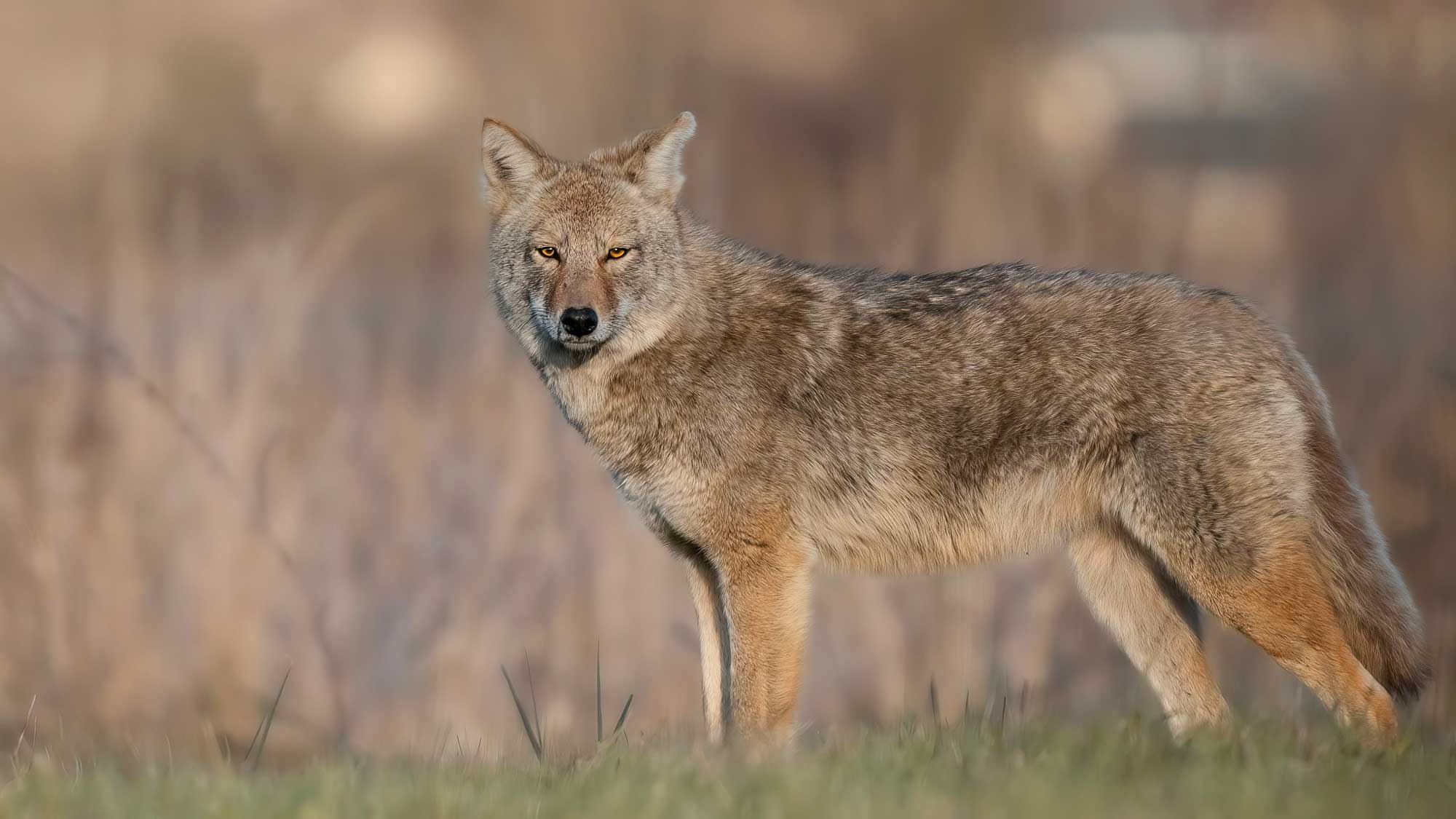 Coyote standing in grass with vegetation in the background.