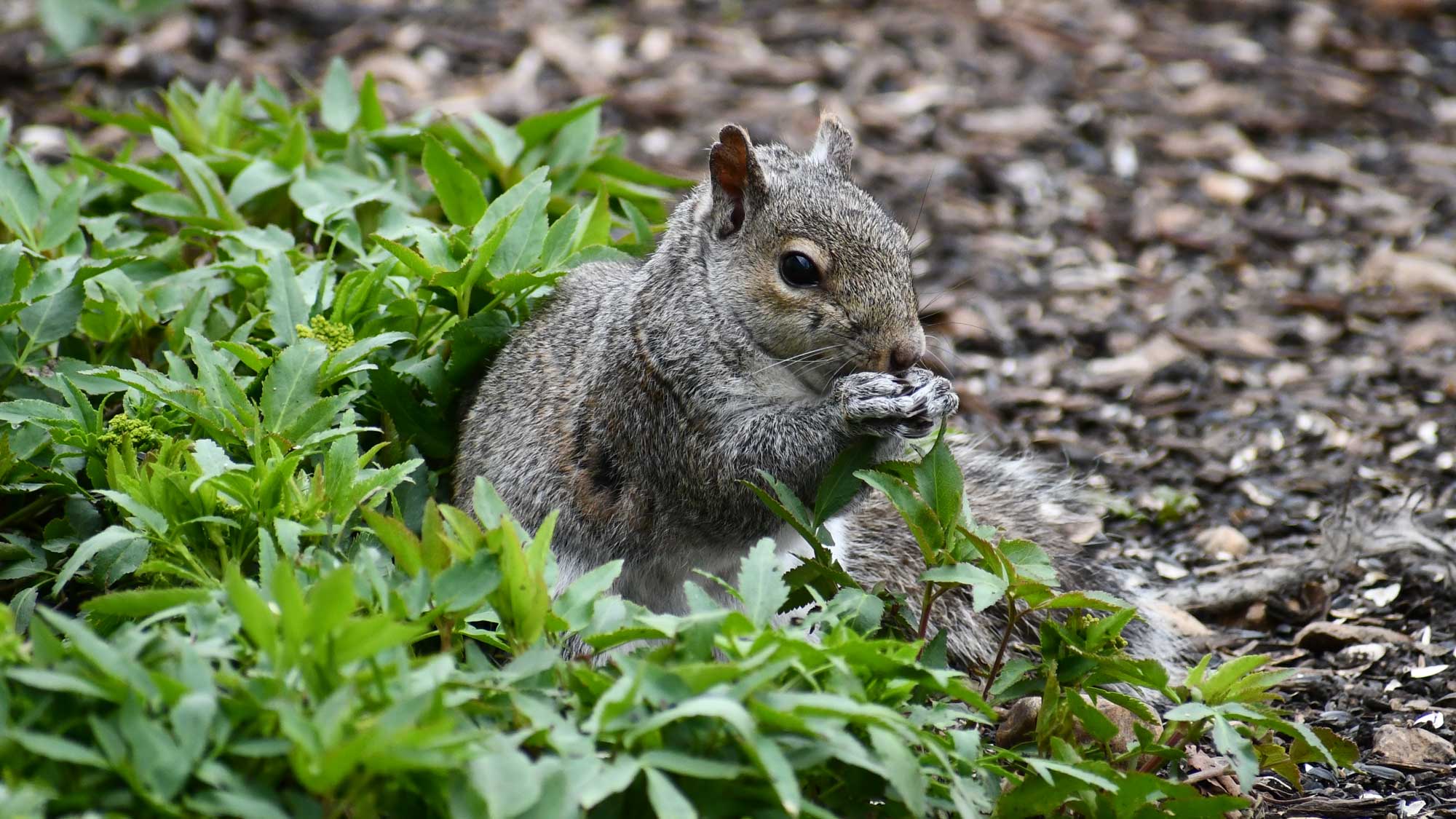 Eastern gray squirrel standing in vegetation and eating food.