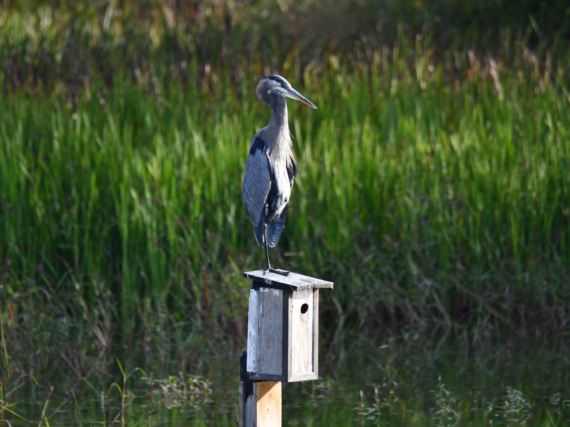 A great blue heron stands perched on top of a weathered wooden birdhouse mounted on a post in a wetland area.