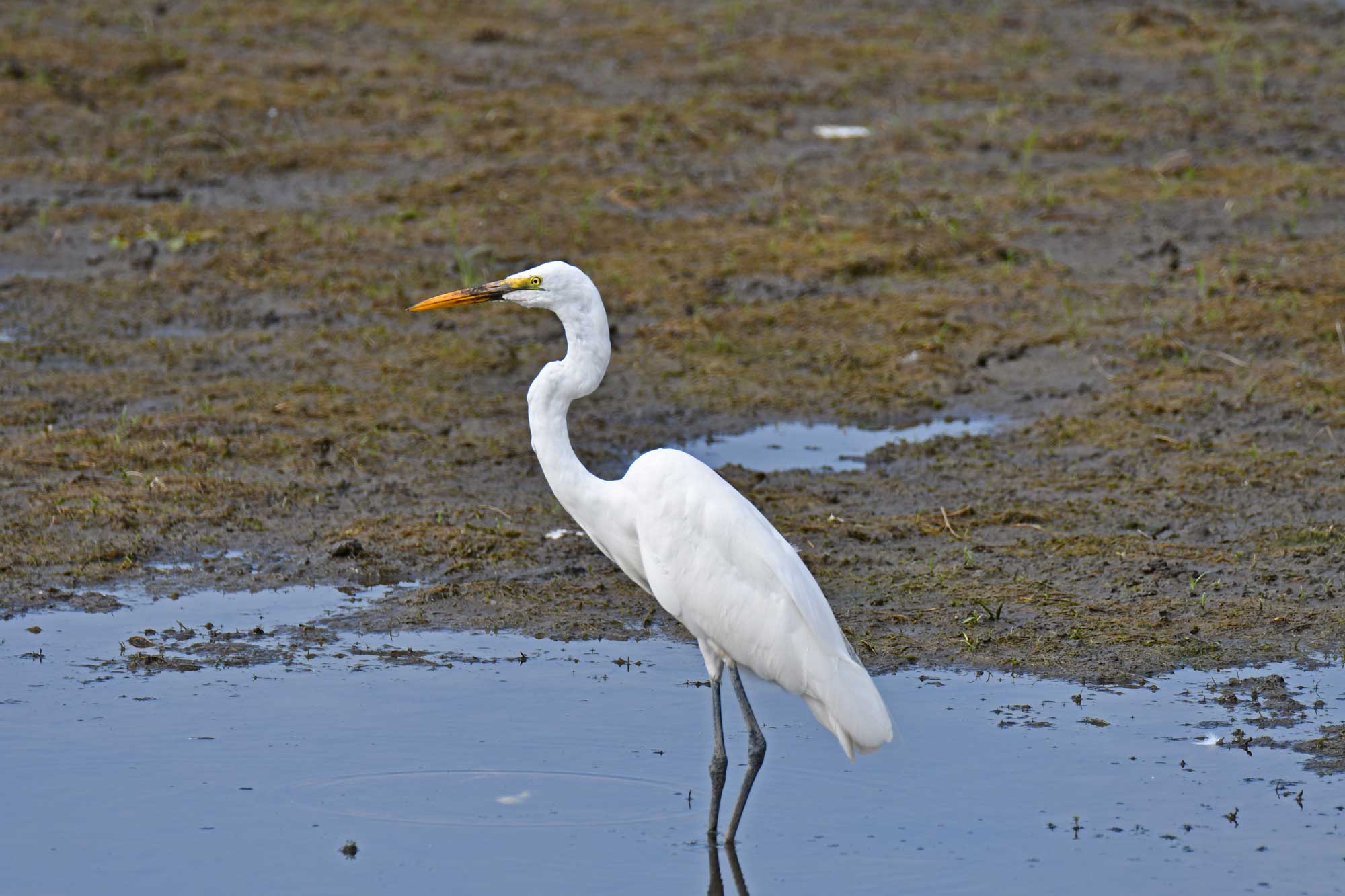 Great egret standing in water and mud.