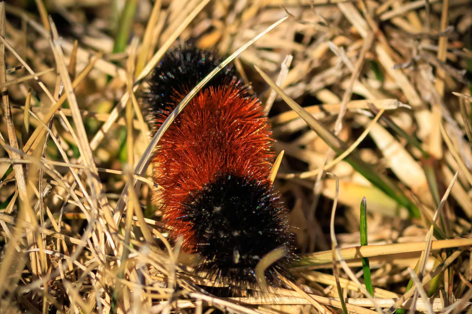 Woolly bear caterpillar crawling through grasses and vegetation.