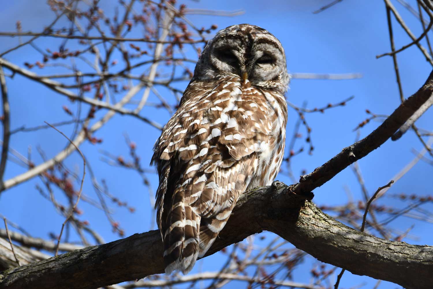 Barred owl perched on a branch.