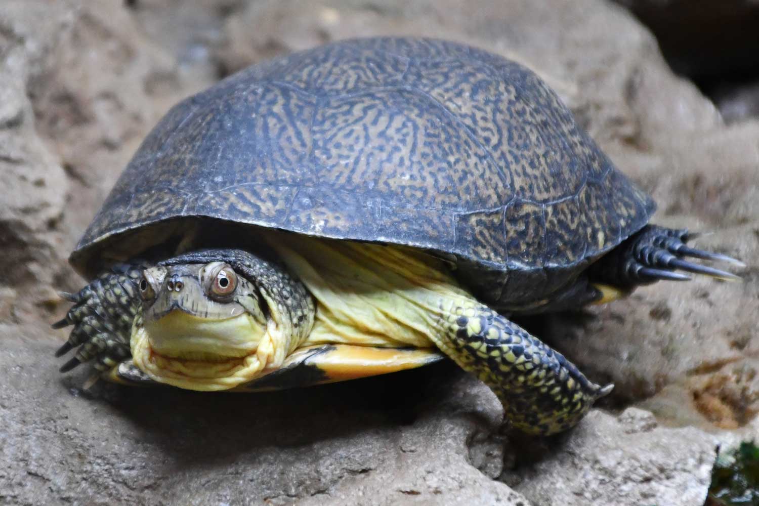 Blanding turtle sitting on a rock.