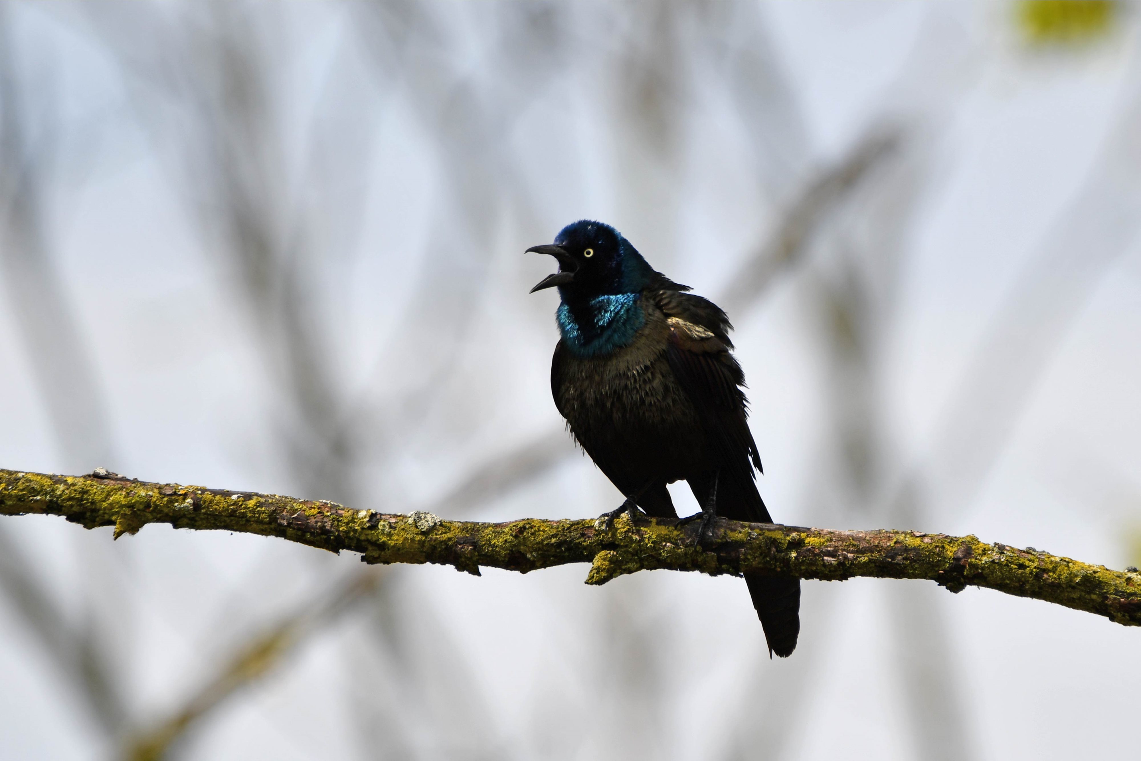 A common grackle with its mouth open.