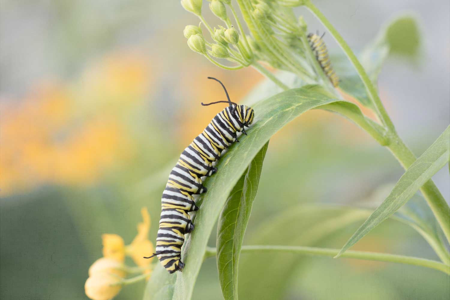 Monarch caterpillar on a leaf.