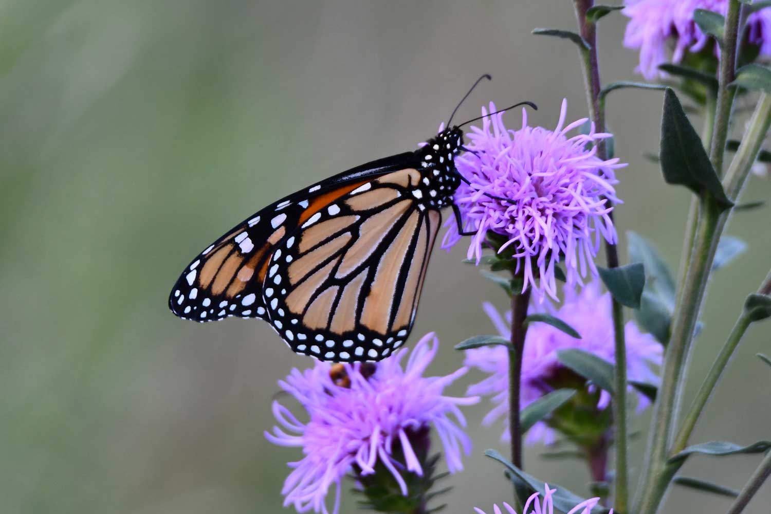 Monarch butterfly perched on flower blooms.