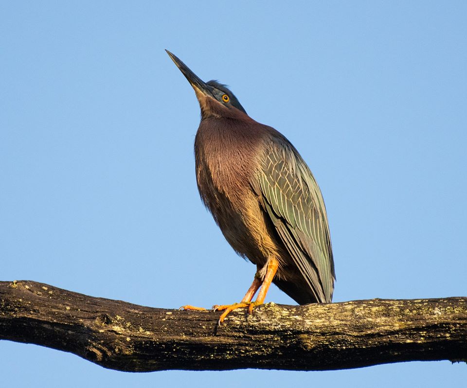 Green heron perched on a branch