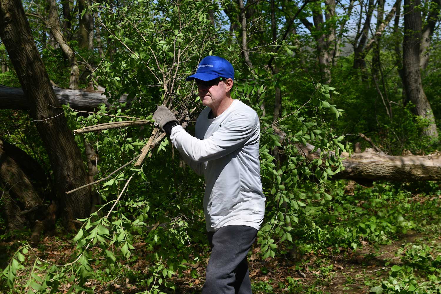 A person hauling cut branches through a wooded area.
