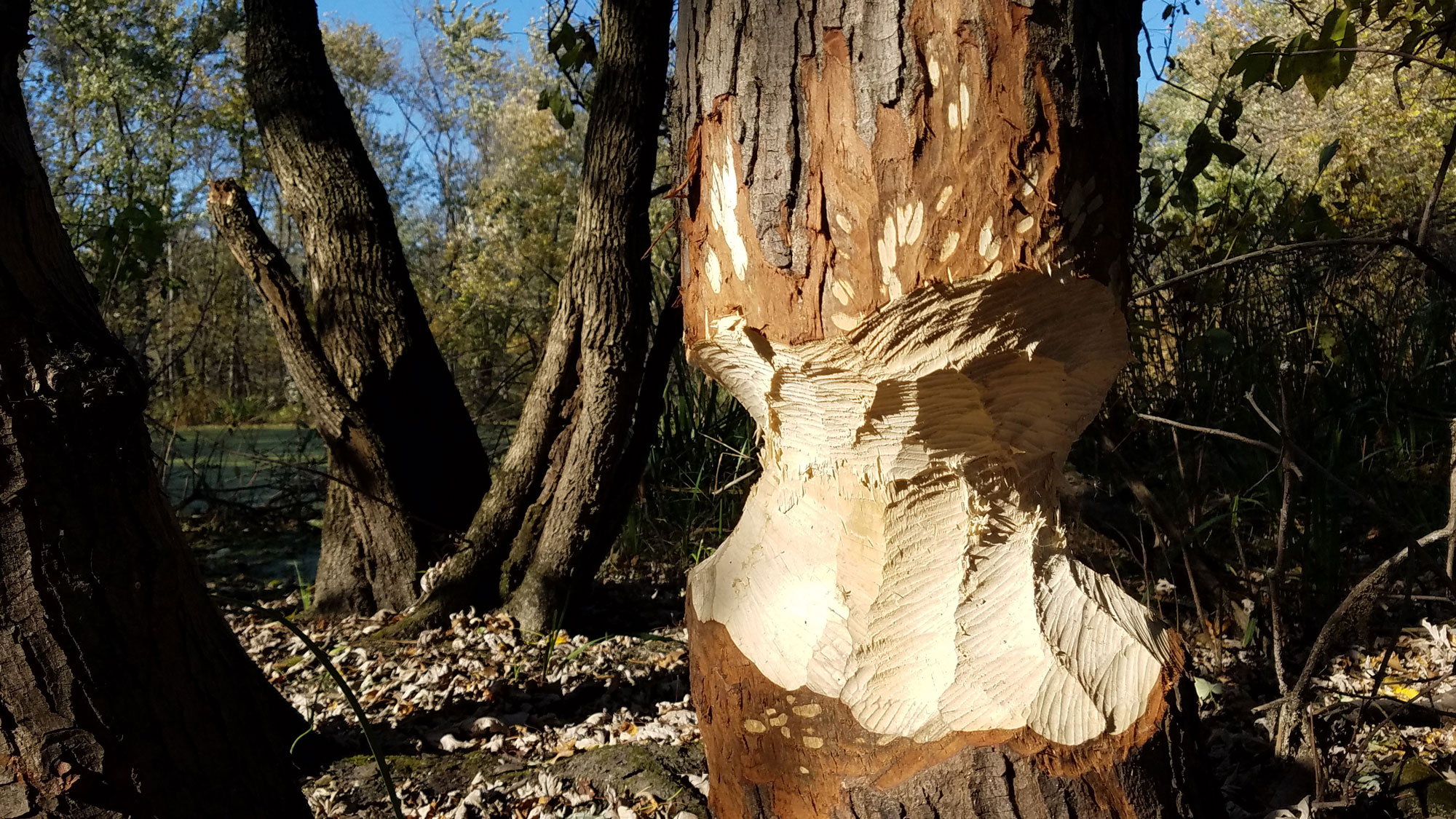 A tree damaged by a beaver.