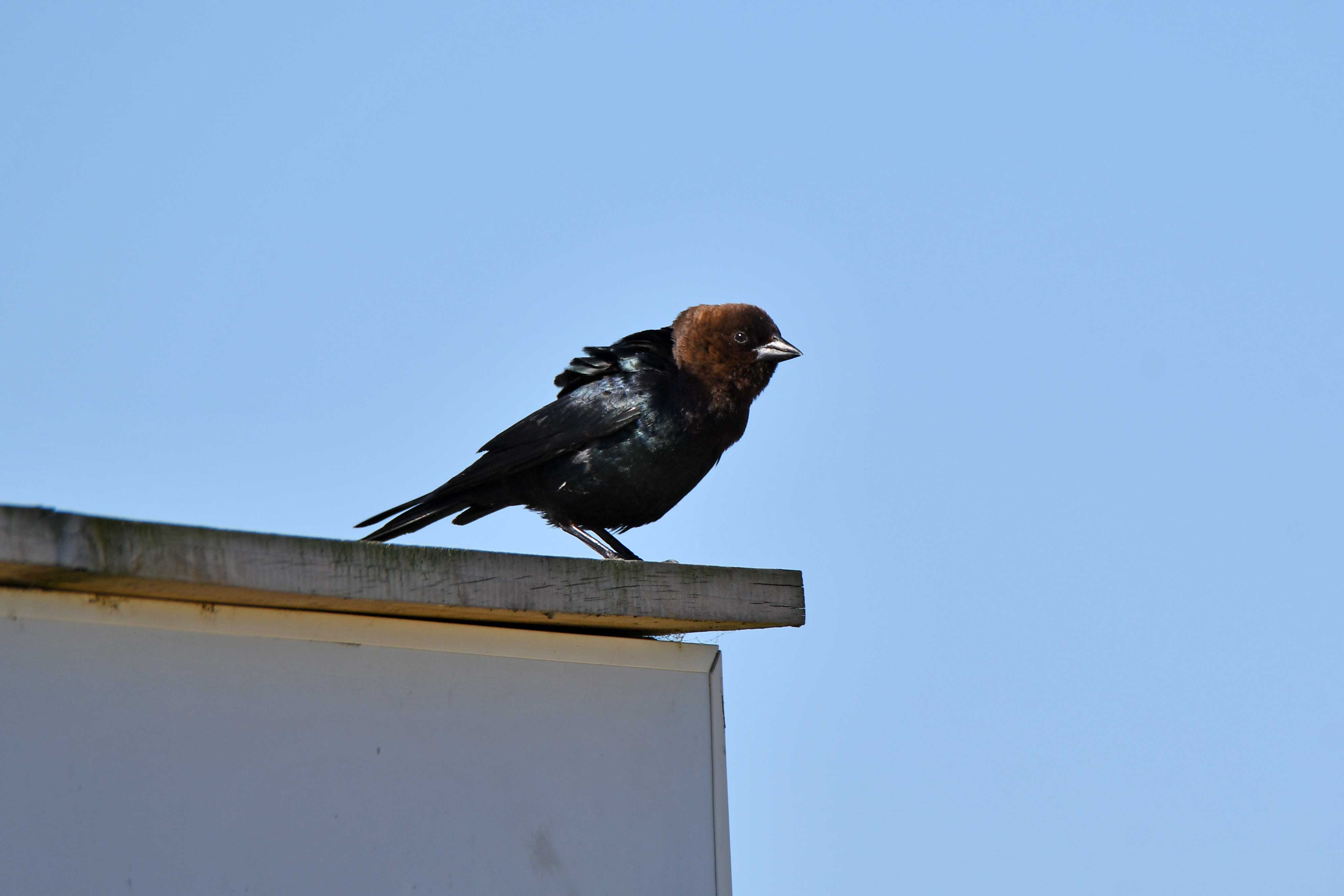 Brown-headed cowbird on a building.
