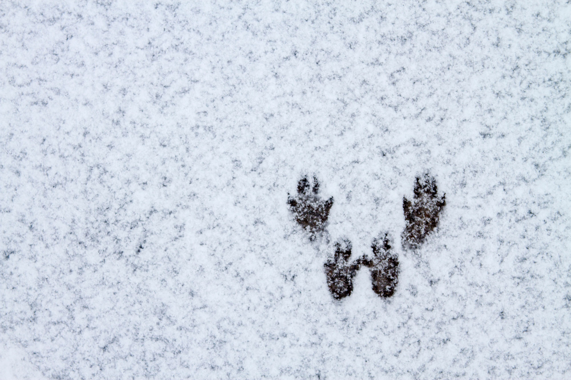 Squirrel tracks in snow.