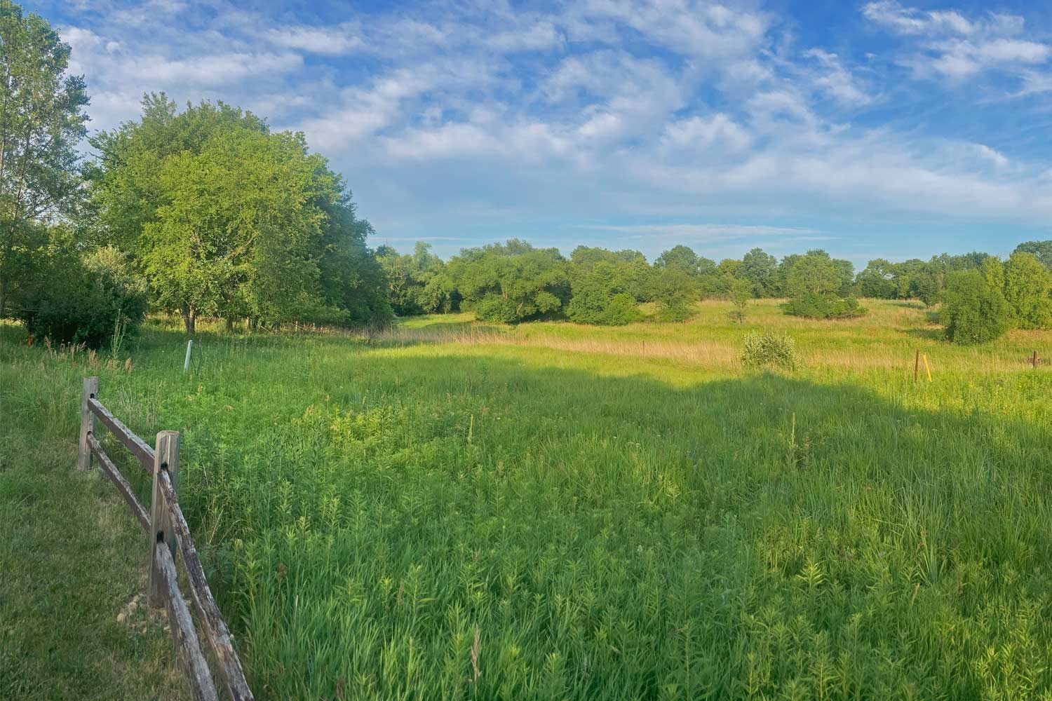 Grasses and trees in a field.