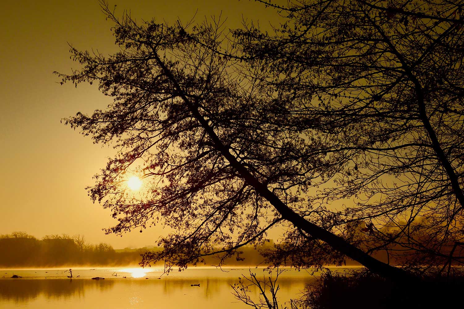 An orangish-yellow sky with the sun setting over water with trees in the foreground.