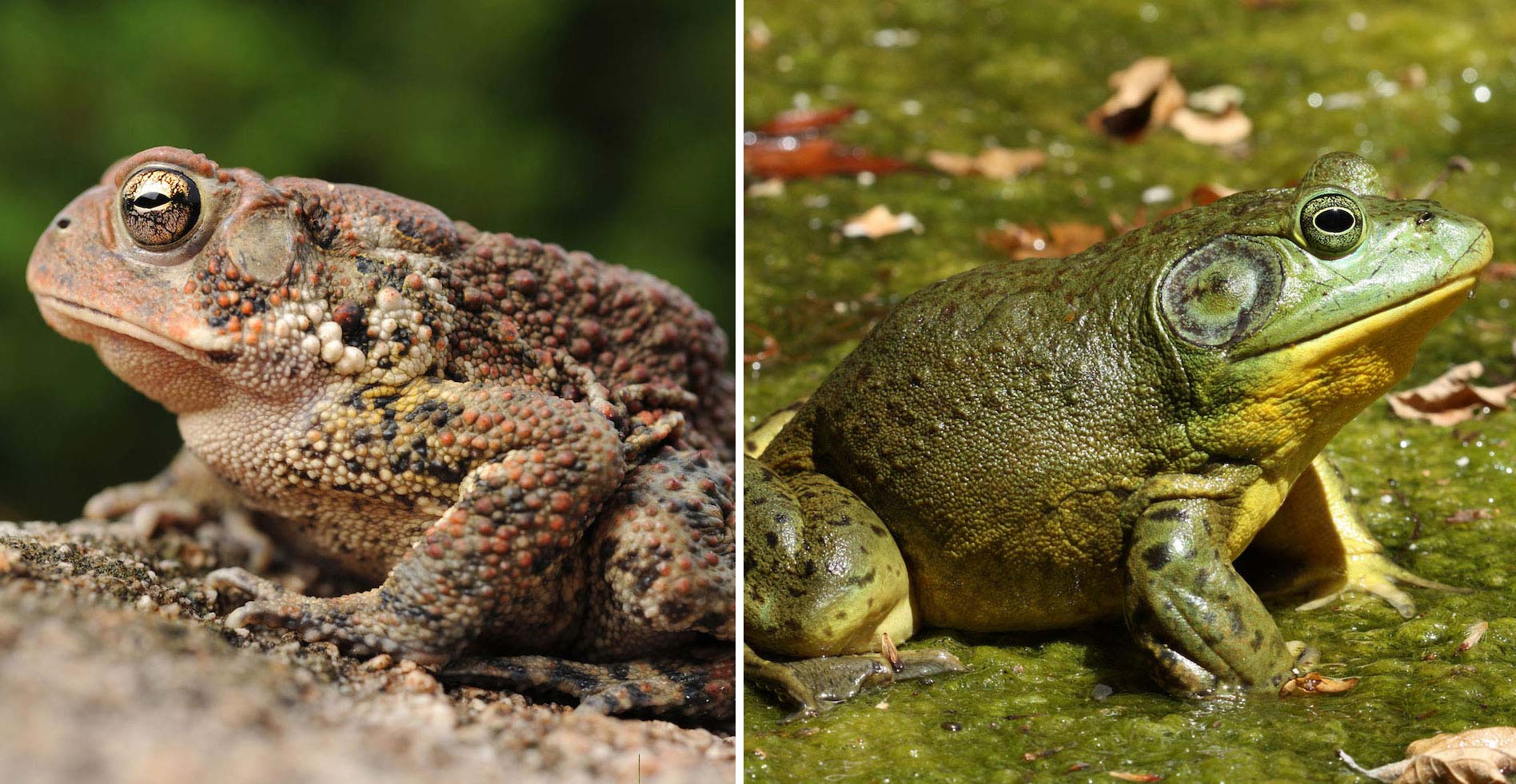 A side by side comparison of a frog and toad