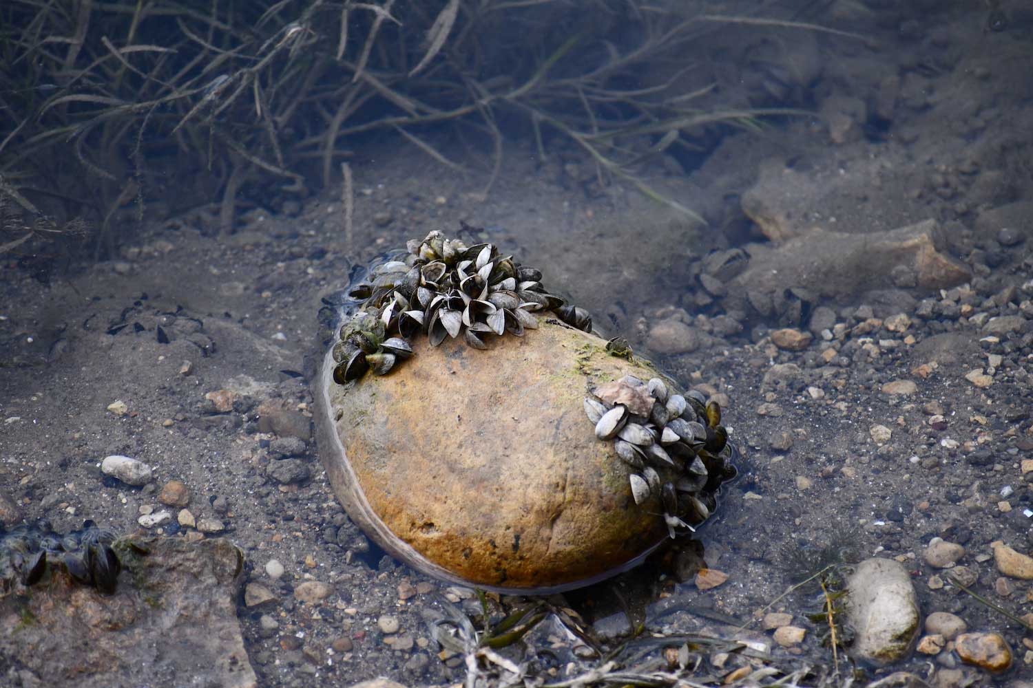 Two clusters of zebra mussels on a rock in the water.