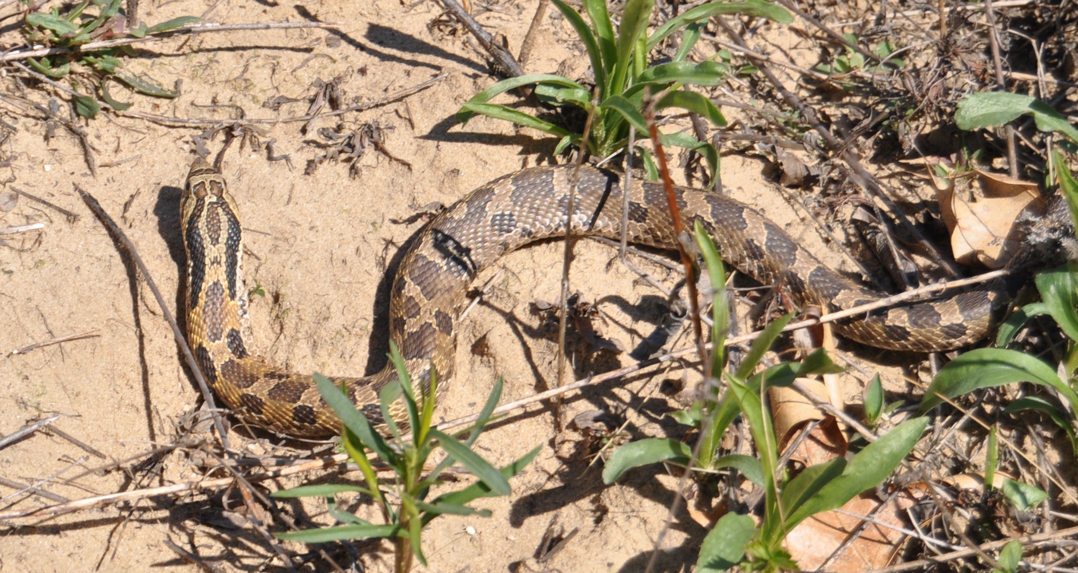 A fox snake at Braidwood Dunes.