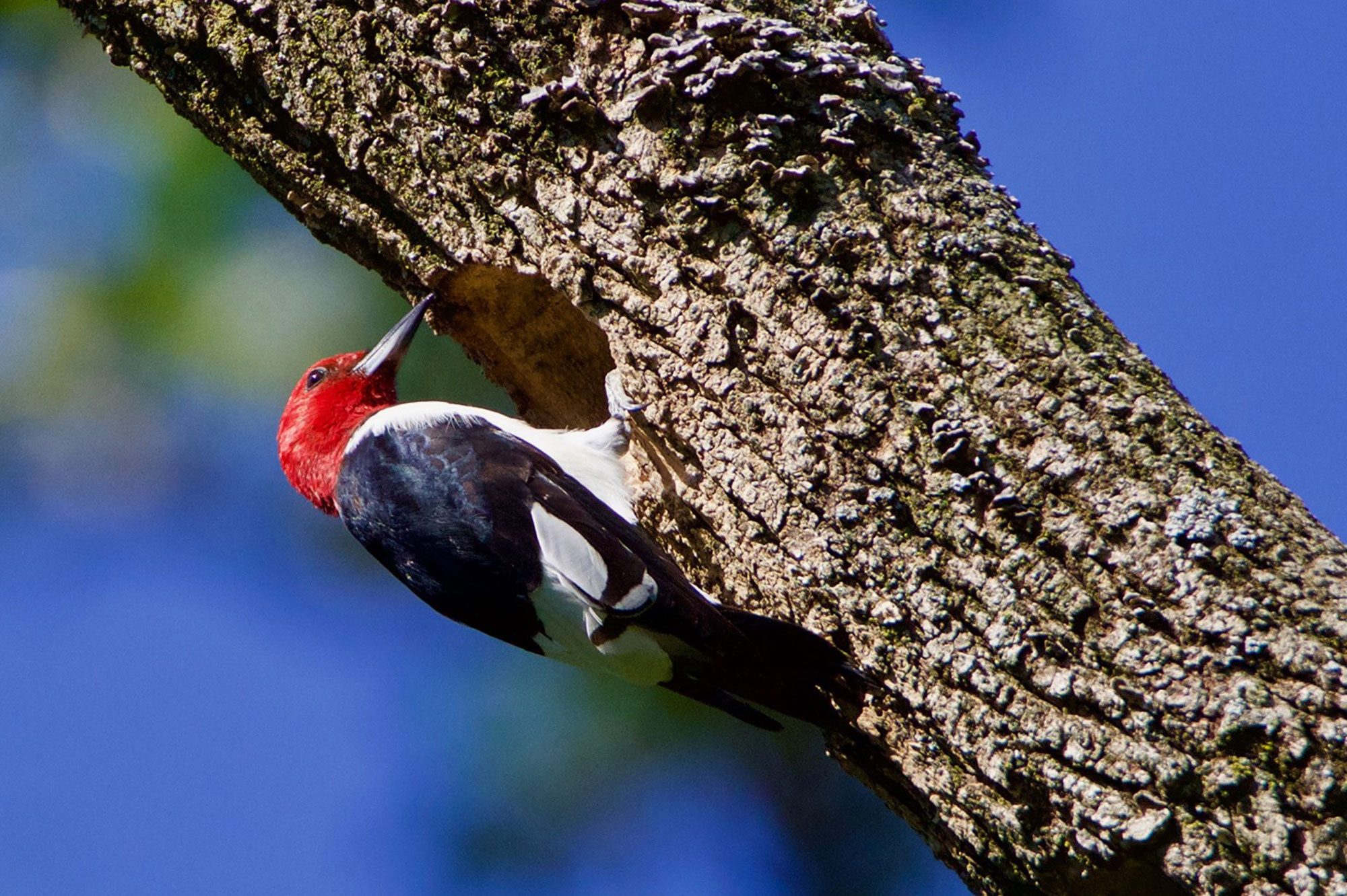 A red-headed woodpecker drumming on a tree