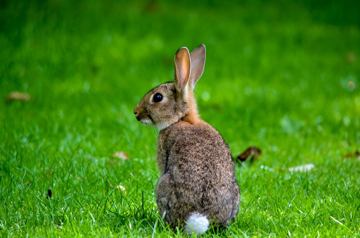 A rabbit sitting in a field