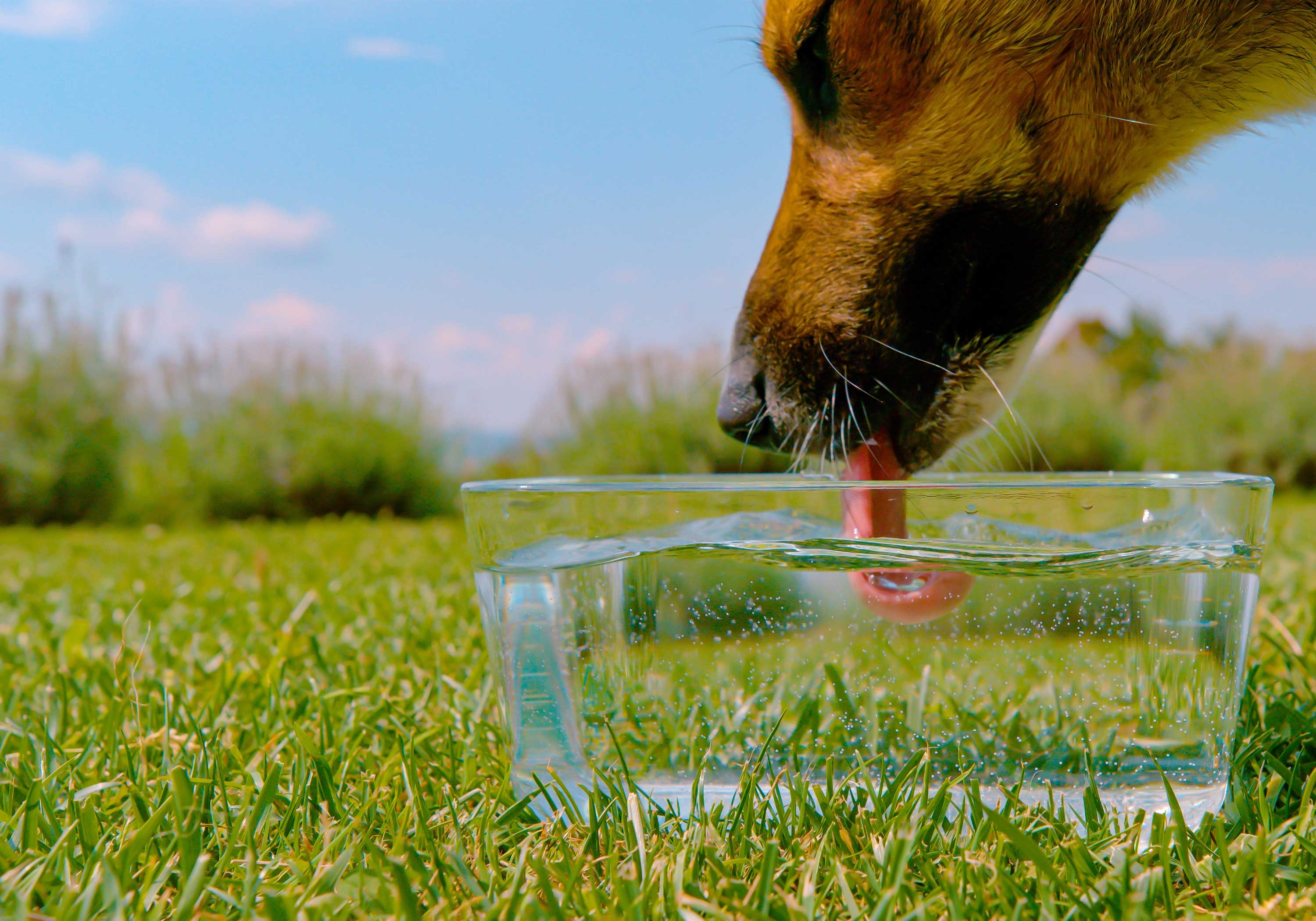 Dog drinking water from a glass bowl on a grassy field under a sunny sky.