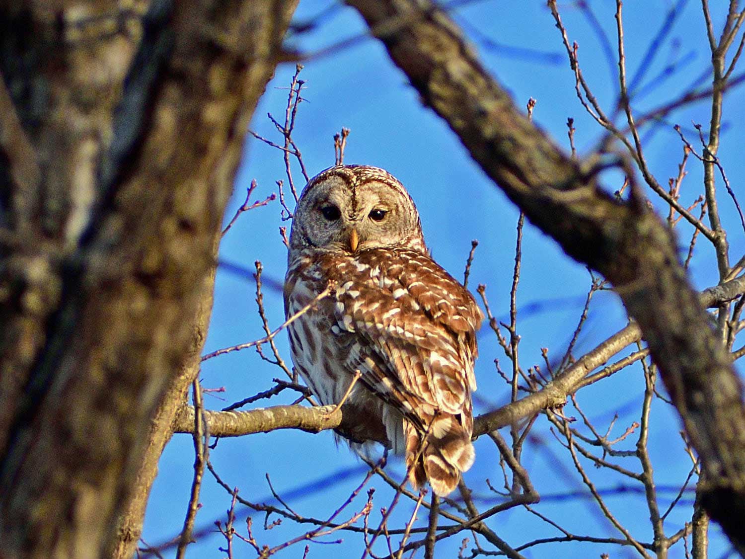 A barred owl perched in a bare tree.