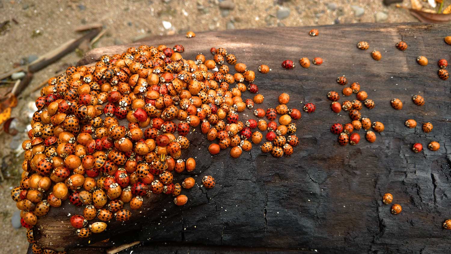 Ladybugs on a log