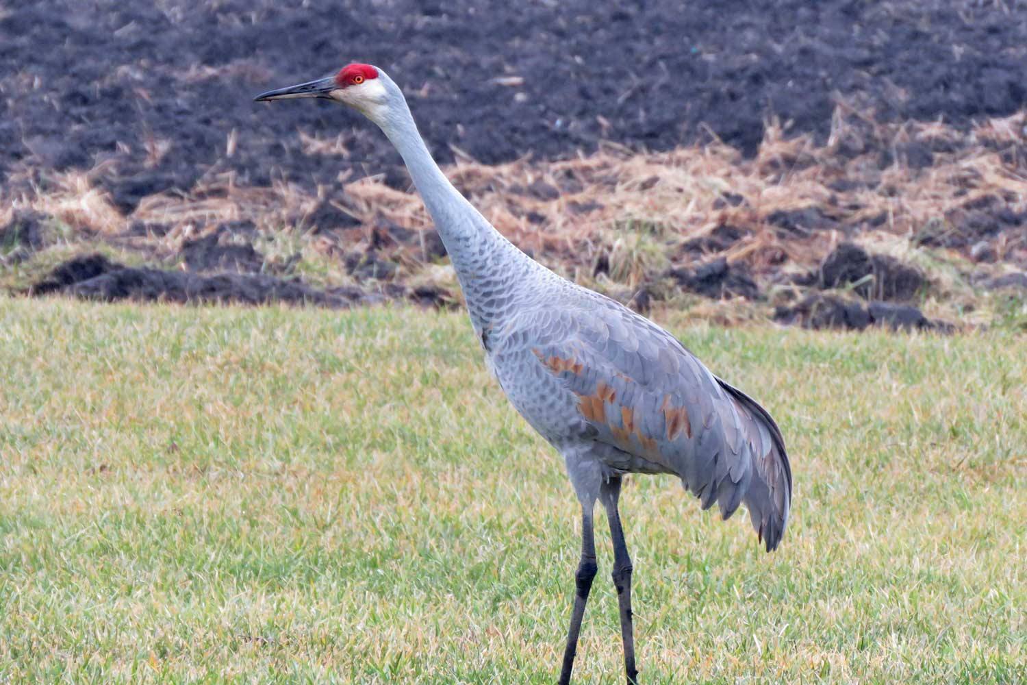 Sandhill crane walking through grasses.