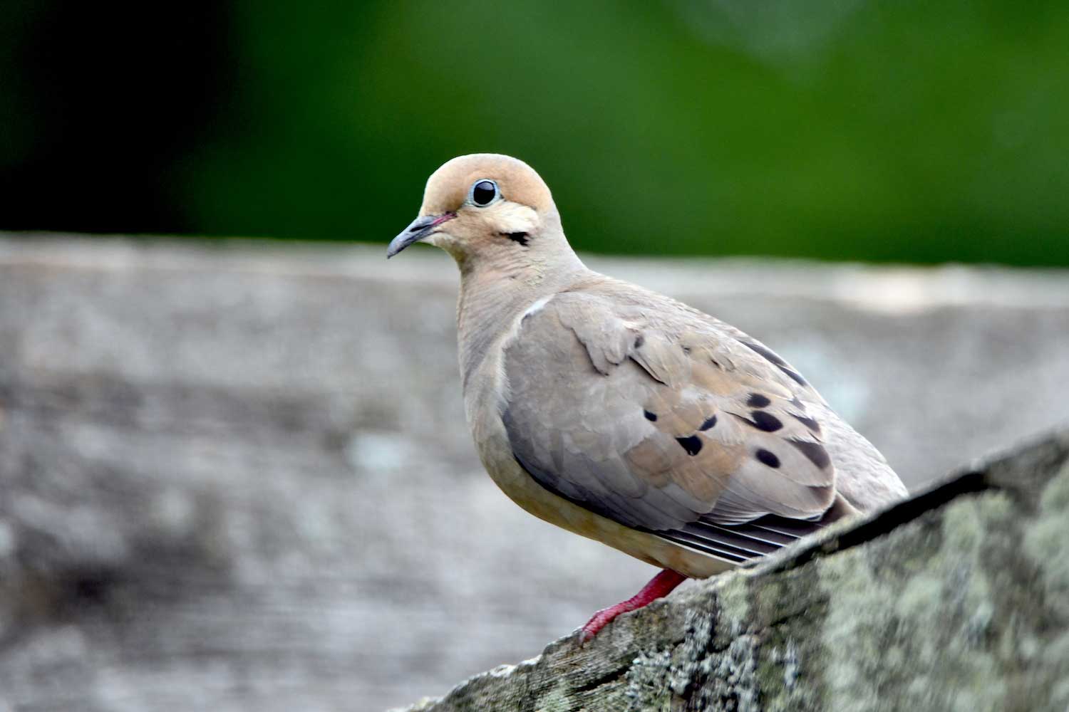 A mourning dove perched on a ledge.