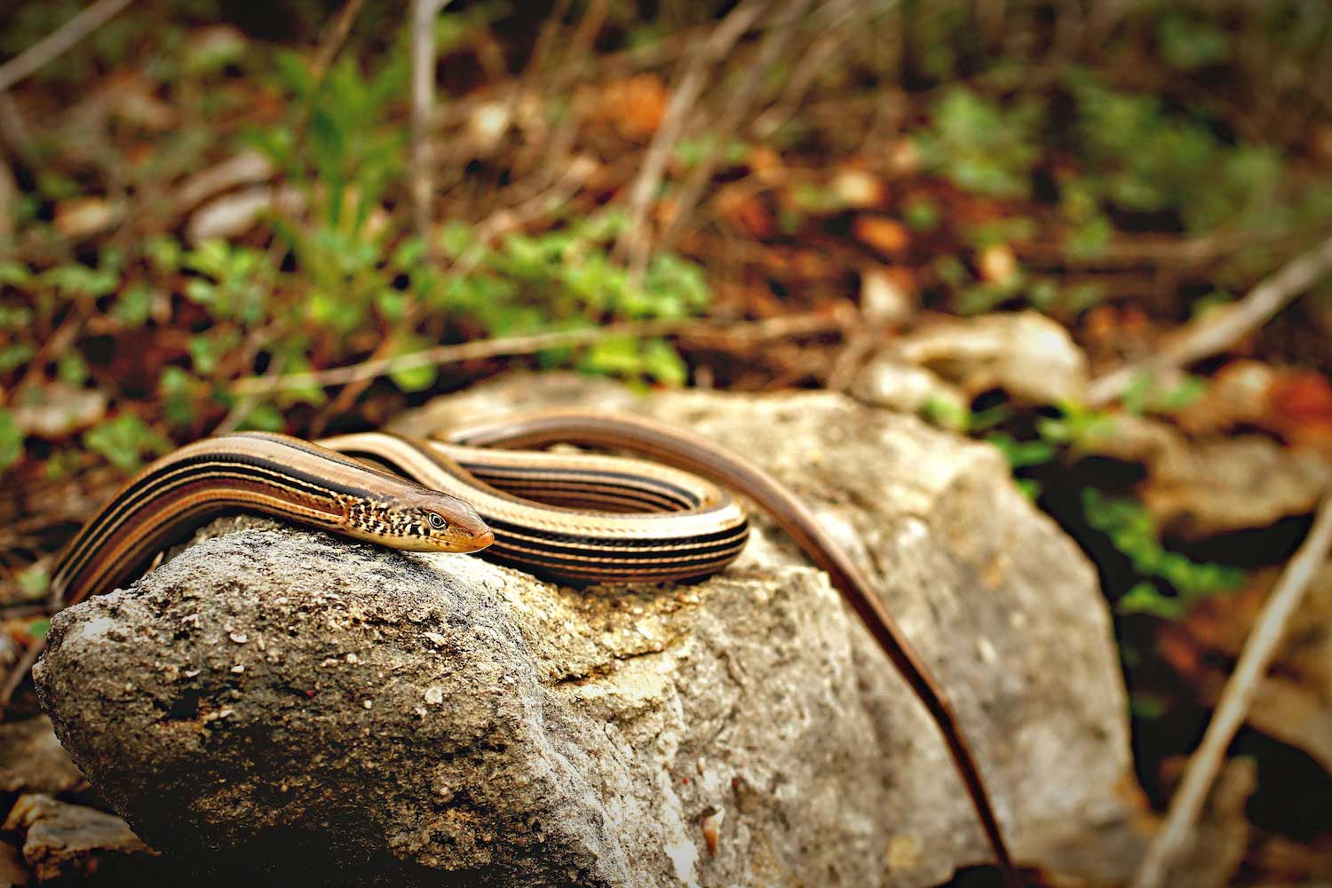 A slender glass lizard on a log.