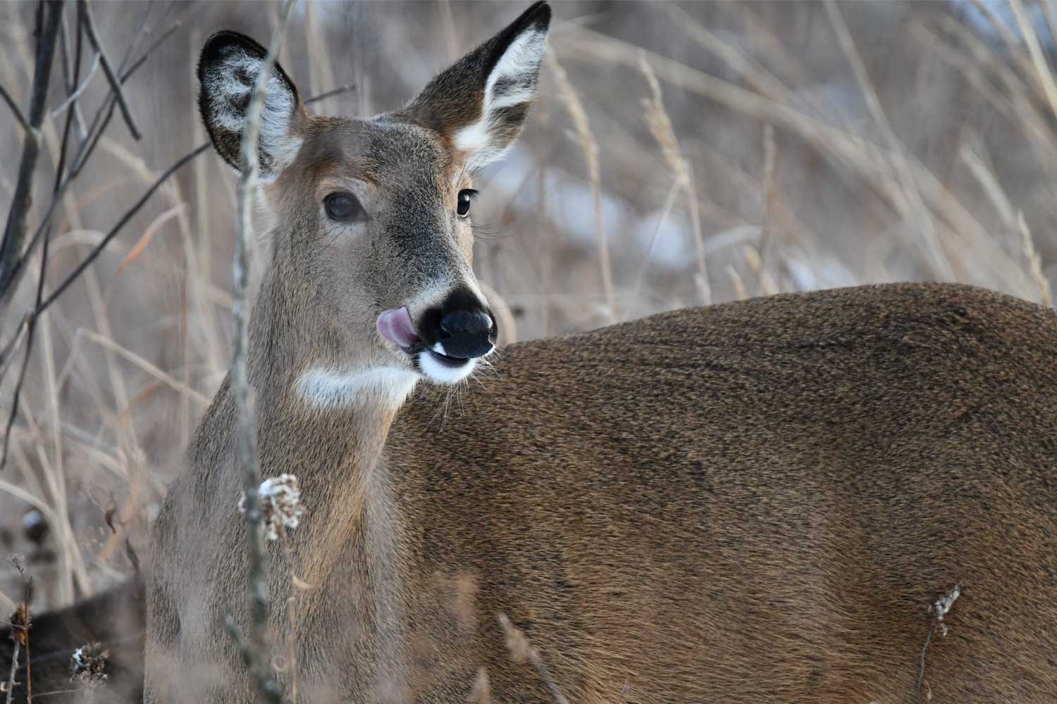 White tailed deer standing in grasses.